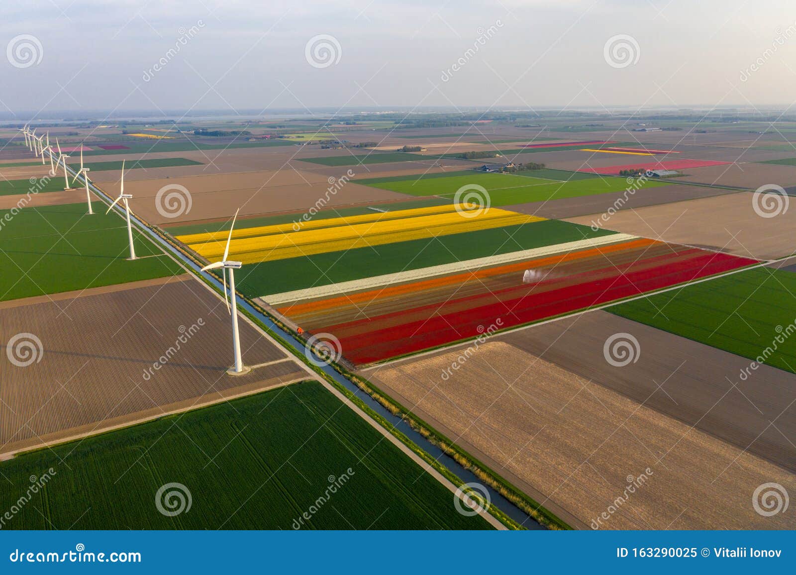 aerial view of tulip planted fields in the dronten area. spring in the netherlands