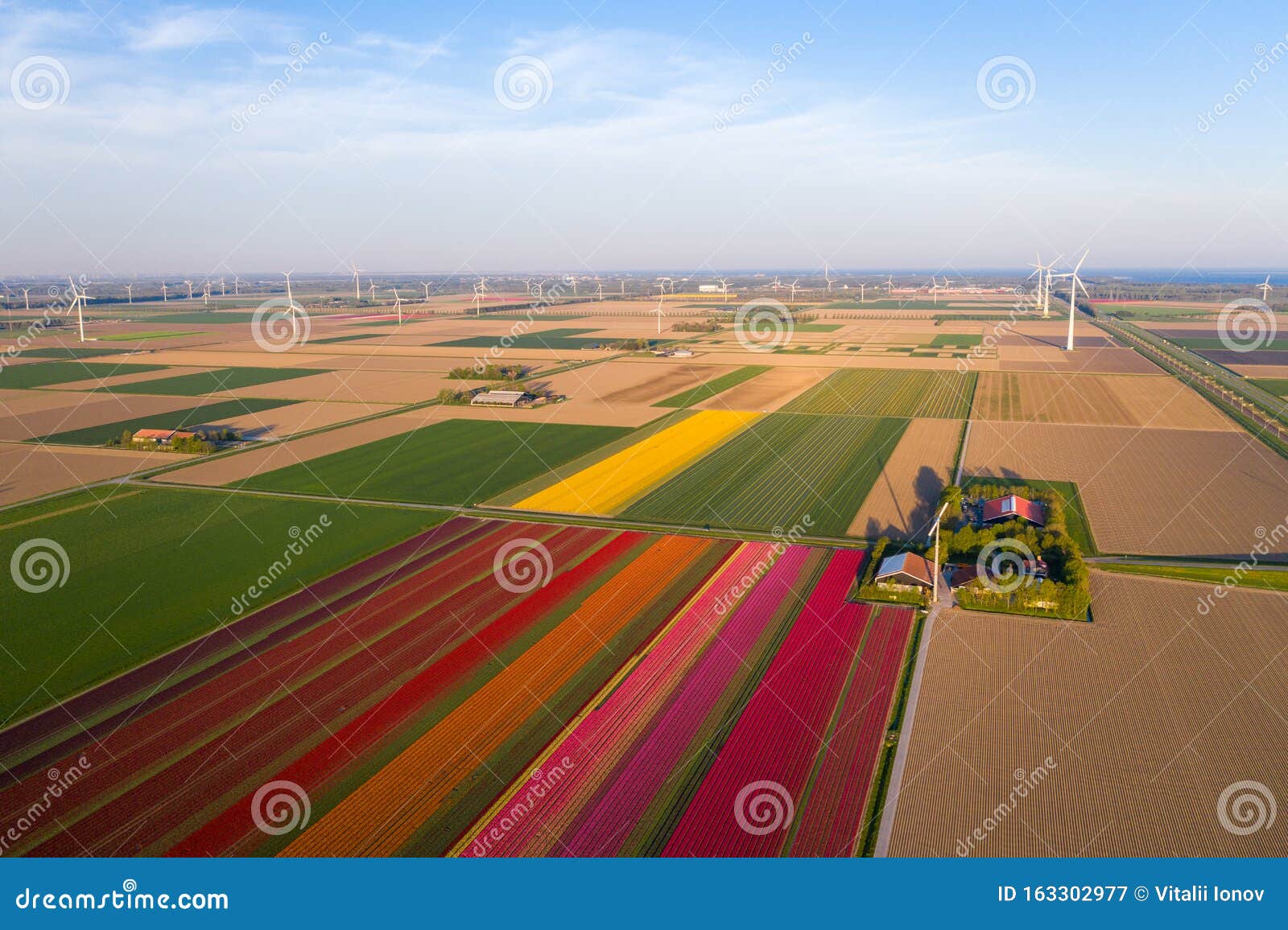 aerial view of tulip planted fields in the dronten area. spring in the netherlands