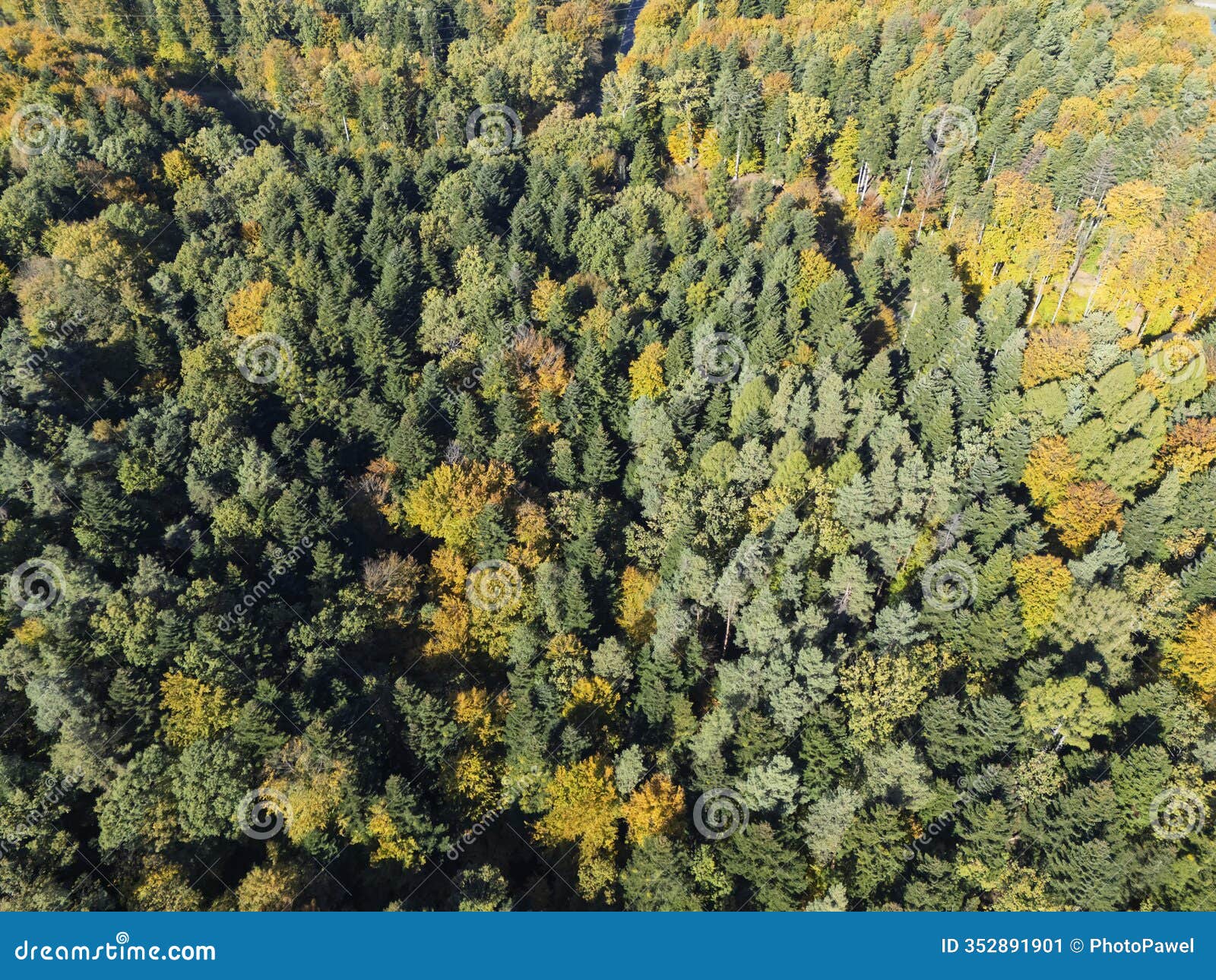 aerial view of a vibrant forest showcasing a mix of green and autumnal colors. a stunning display of nature's beauty