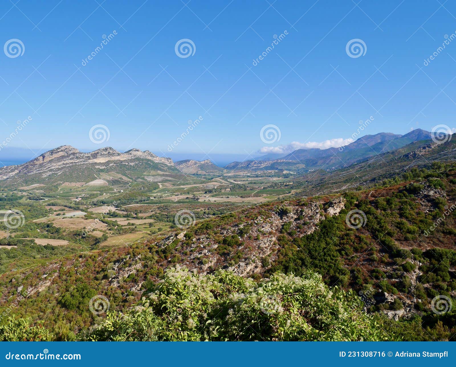 aerial view of vineyards in patrimonio hills, corsica, france.