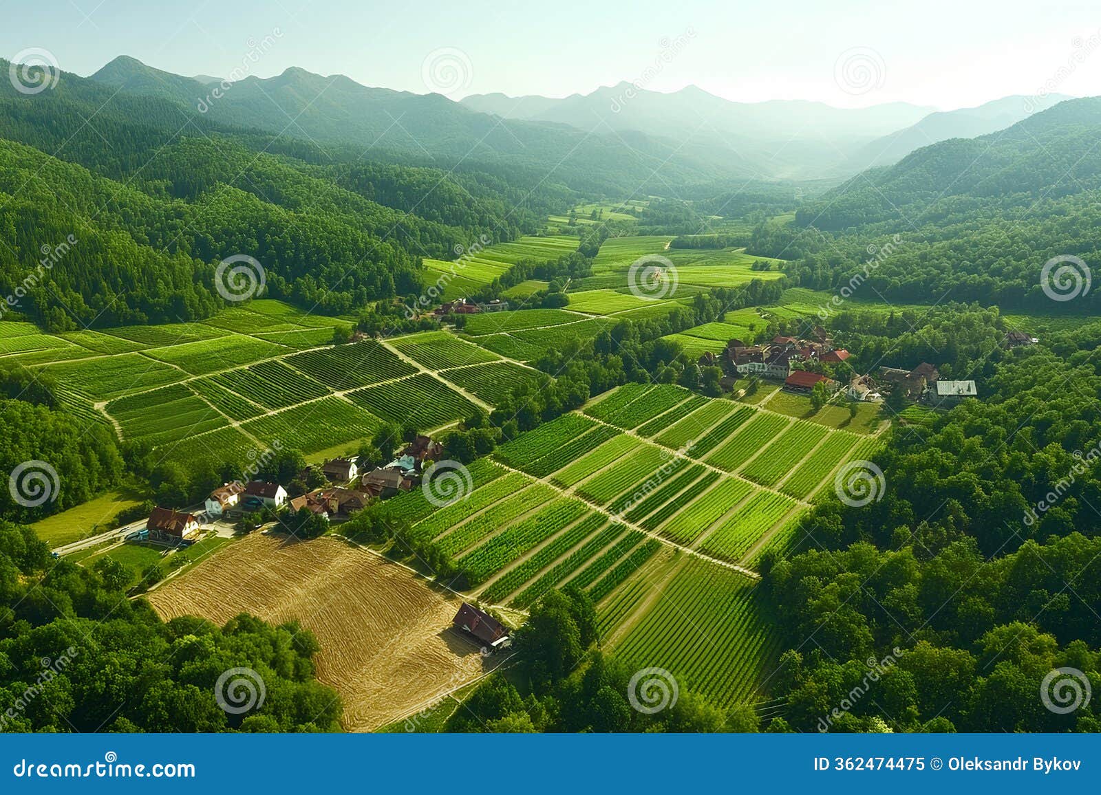 aerial view of vineyards and village in the mountains in summer