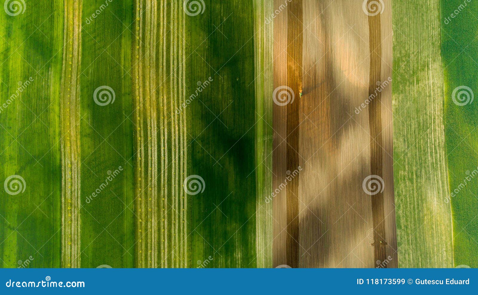 aerial view of wheat fields and crops in the summer with tractor on work