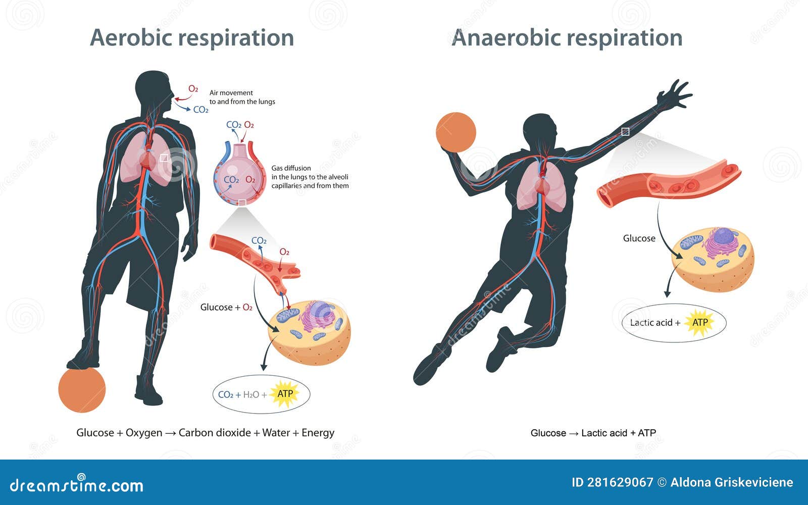 Aerobic and Anaerobic Respiration in Cells Иллюстрация штока