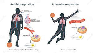 Aerobic And Anaerobic Respiration In Cells Royalty Free Stock Aerobic And Anaerobic Respiration In Cells Royalty Free Stock