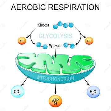 Aerobic Respiration. Glycolysis and ATP Synthesis in Mitochondria Stock ...