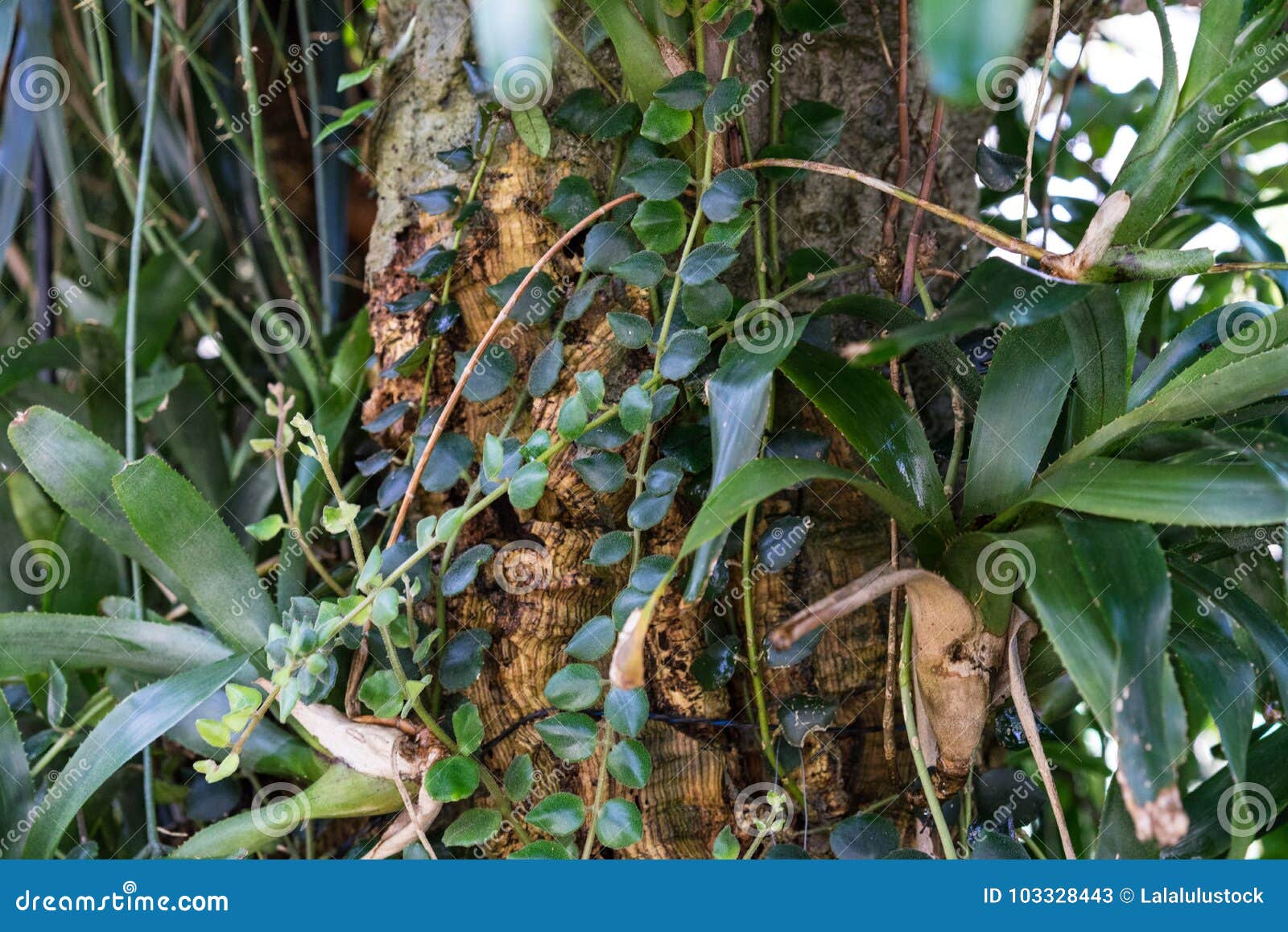 aeschynanthus tree trunk and leaf tropical tree