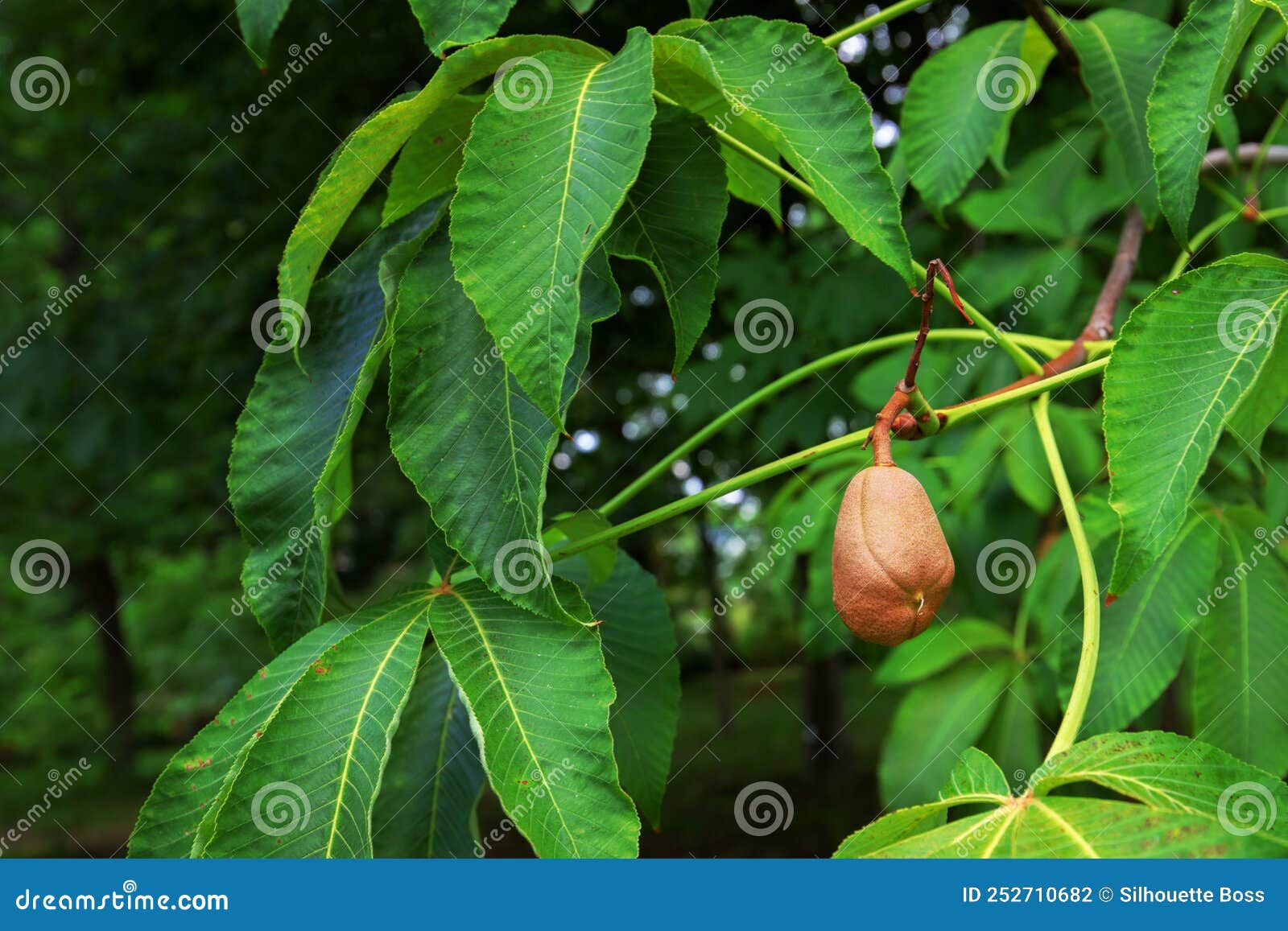 aesculus flava, yellow buckeye soland sapindac tree syn.: aesculus octandra close-up