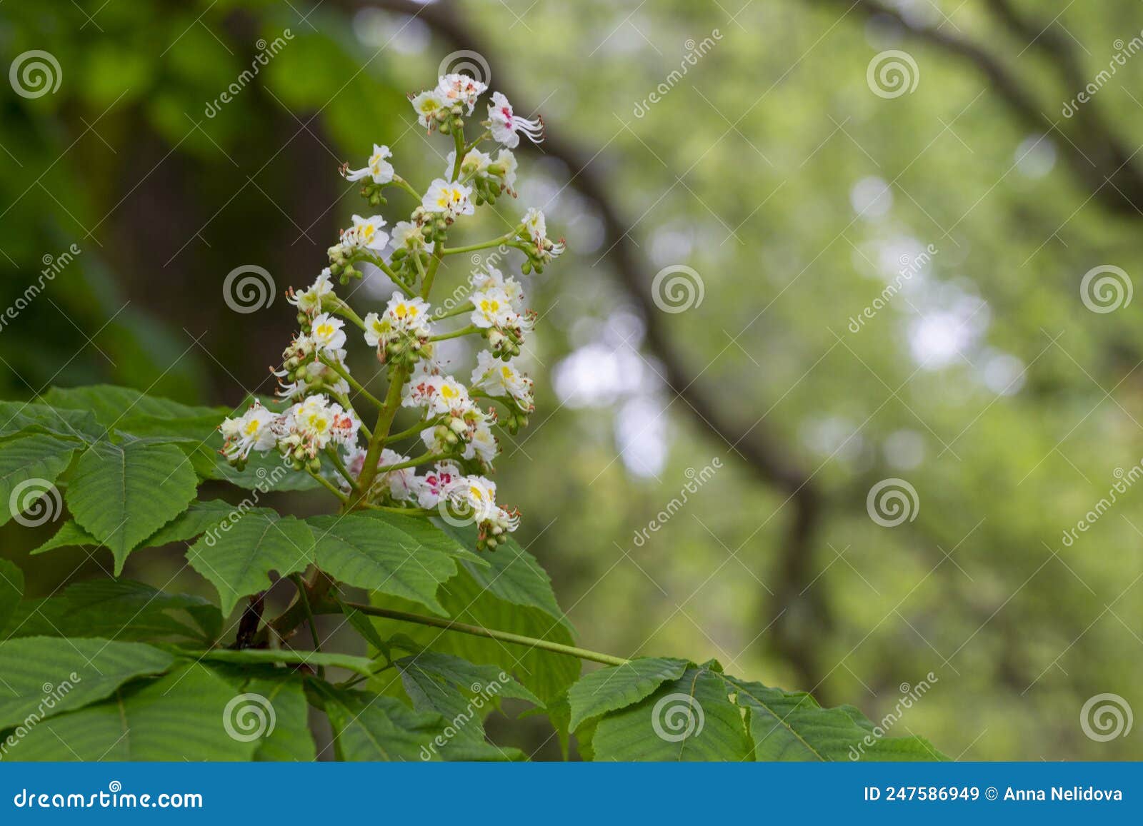 Aesculus Hippocastanum,blossom of Horse Chestnut or Conker Tree