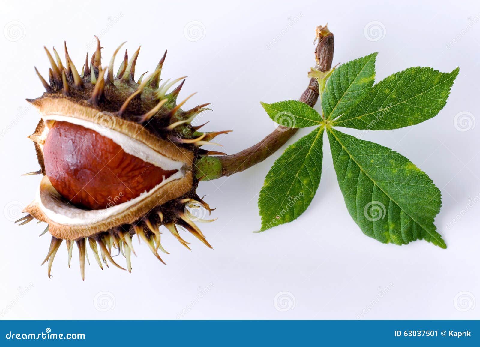 Aesculus Hippocastanum / Common Horse Chestnut Stock Image Image of