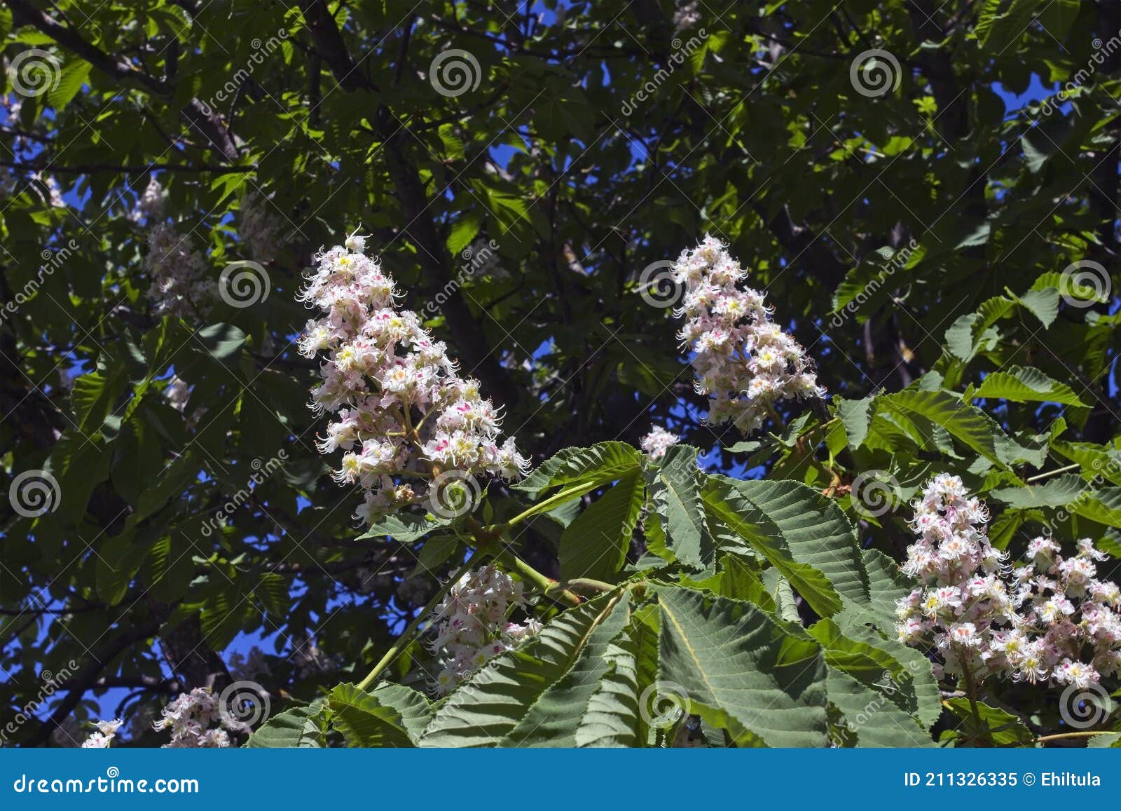 Aesculus Hippocastanum, Horse Chestnut Tree Blooming Stock Image
