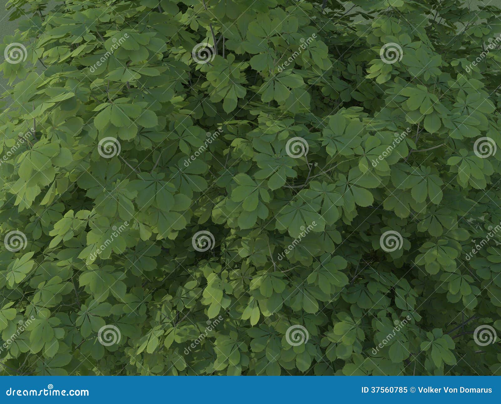 Aesculus Hippocastanum Summer Stock Illustration Illustration of