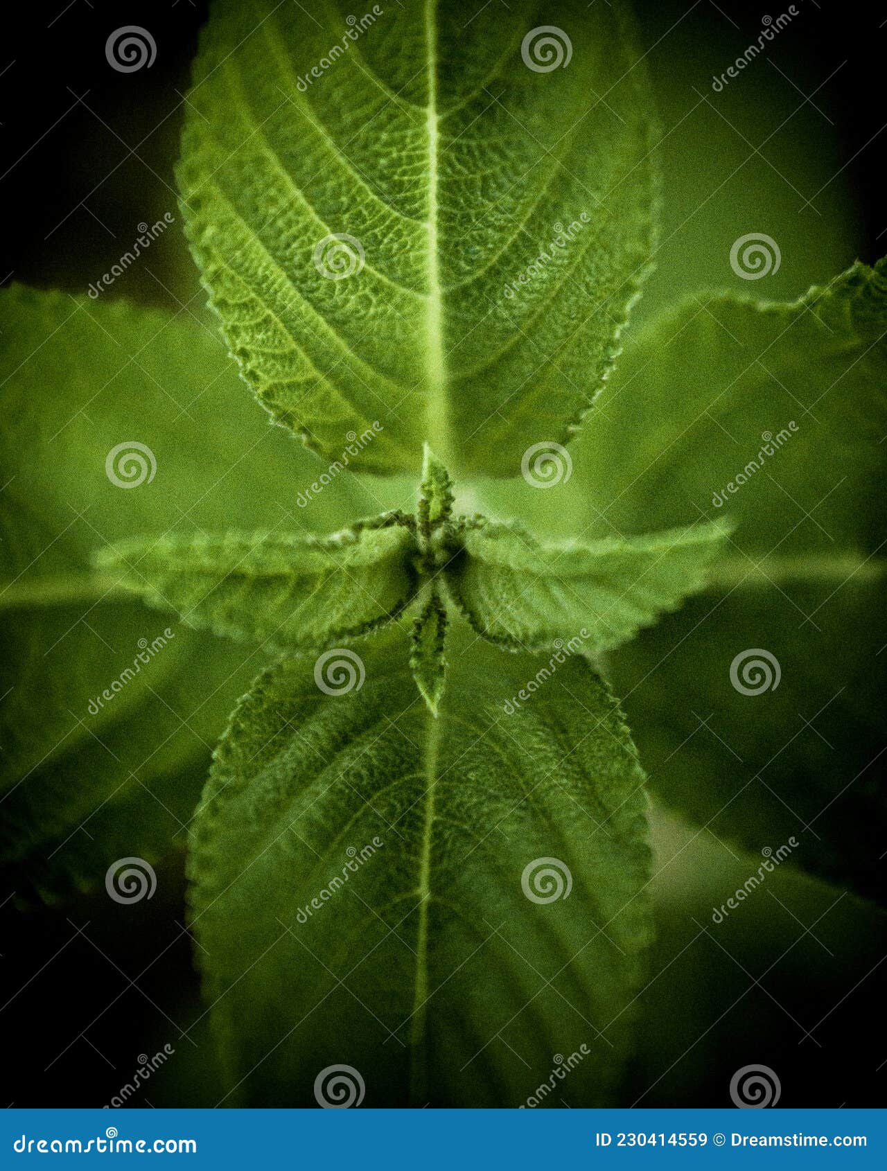 Aesthetic baby green stock image. Image of baby, aesthetic 230414559