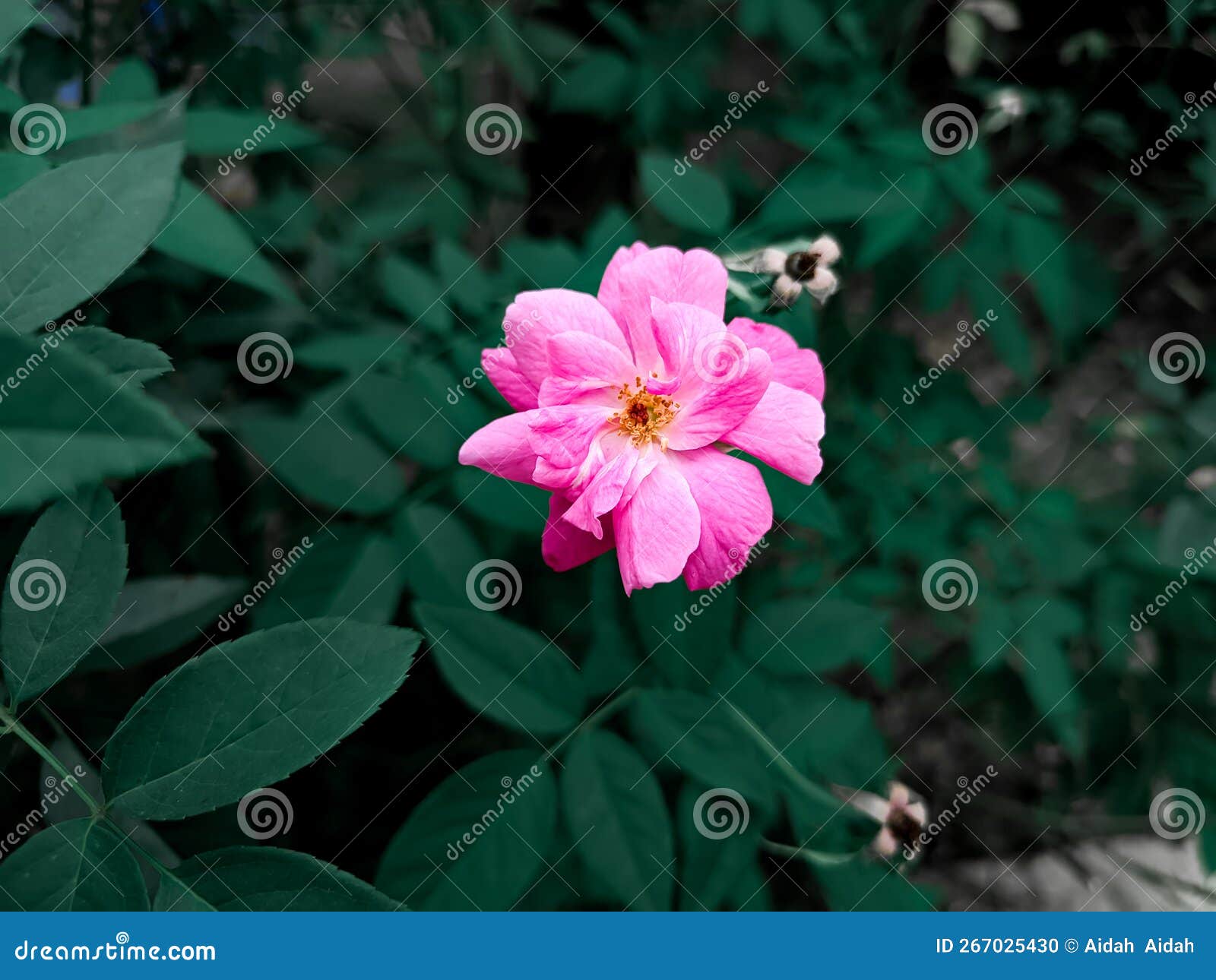 aesthetic portrait of a rosa flower with vivid pink color