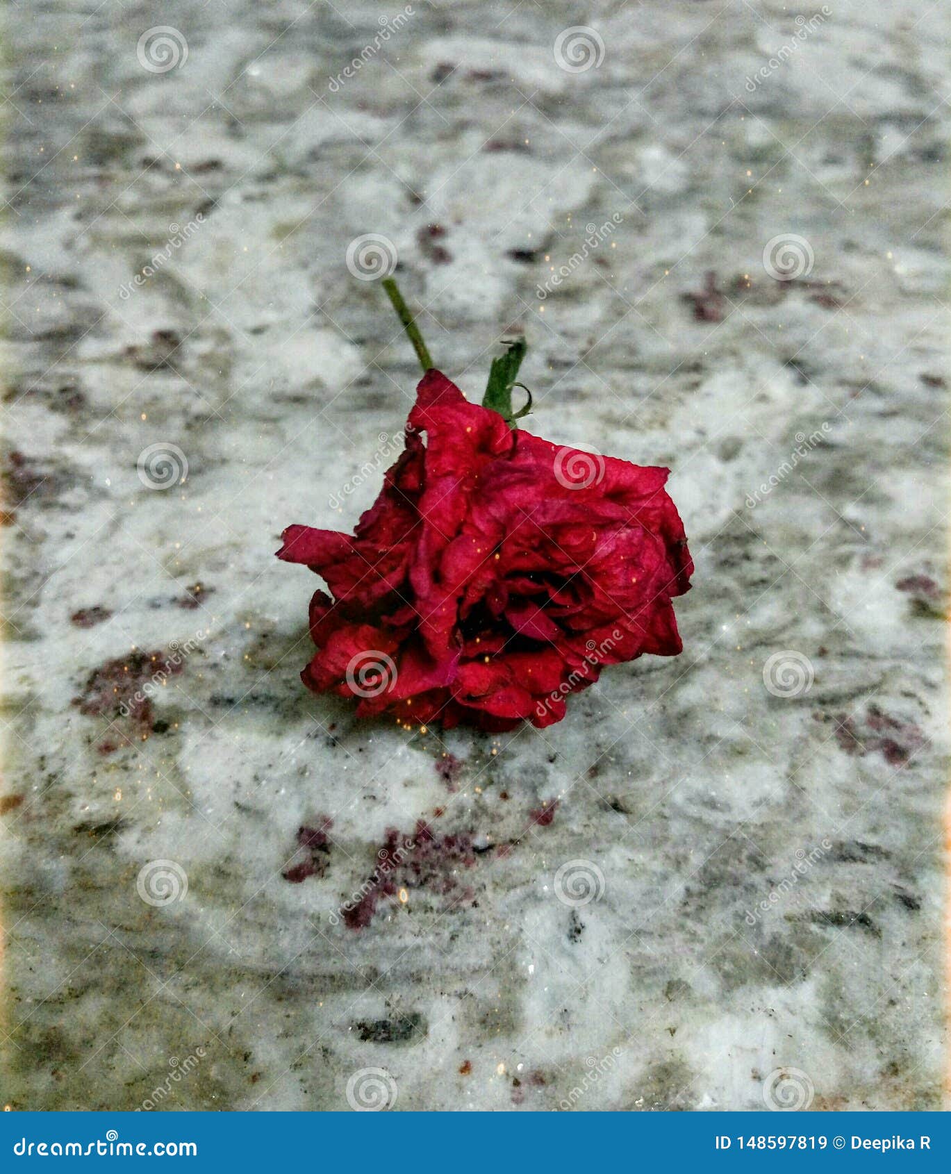 An Aesthetic Presentation Of A Beautiful Faded Red Rose With