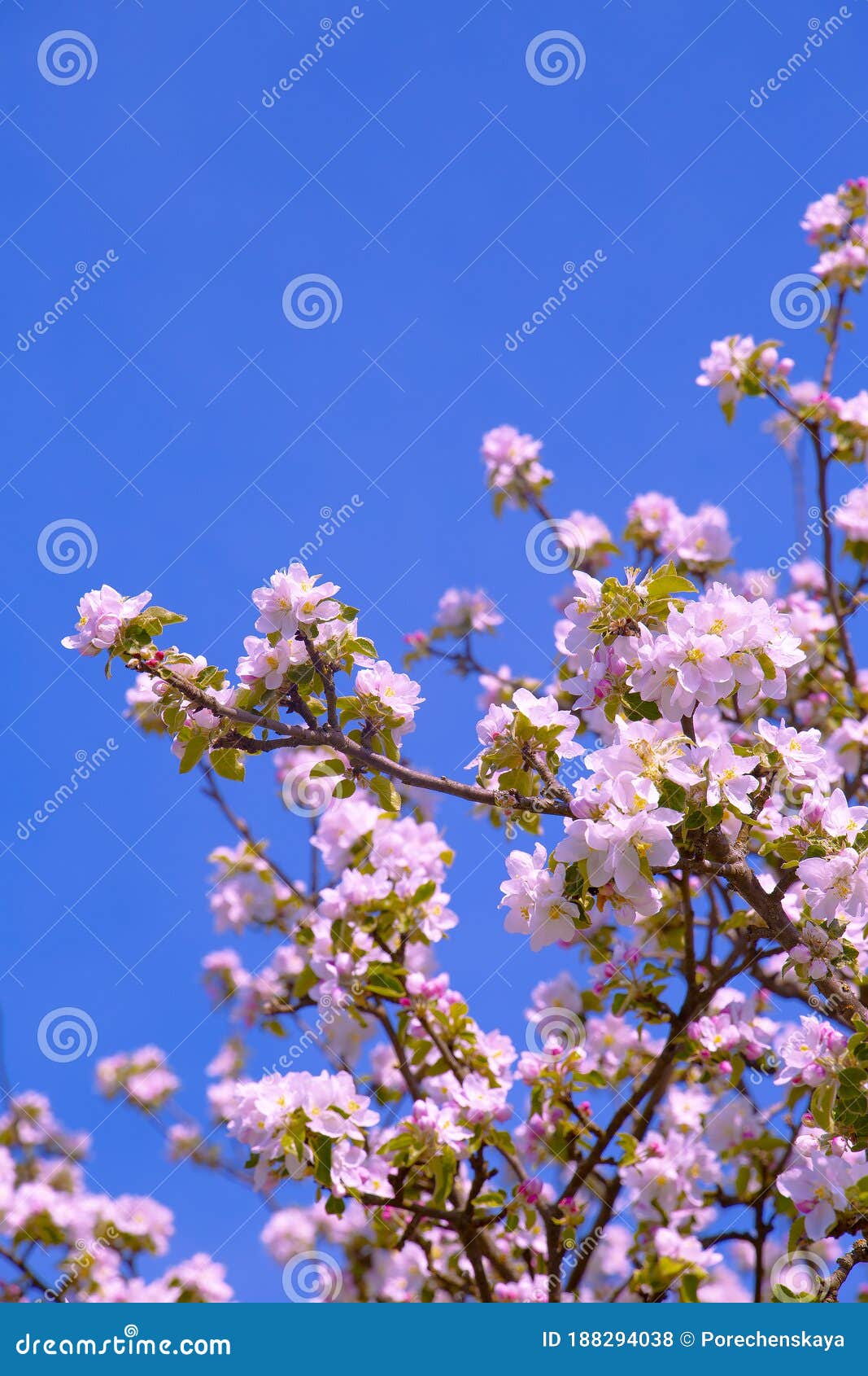 Aesthetics Fashion Spring Wallpaper Apple Flowers Blossom Tree Stock Photo Image Of Pink Europe