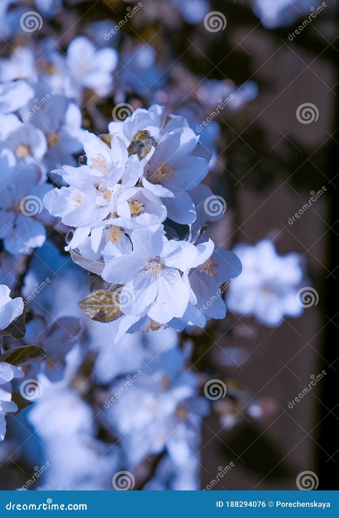 Fashion Wallpaper. Pink Flowers Aesthetics. Cherry Blossom Tree