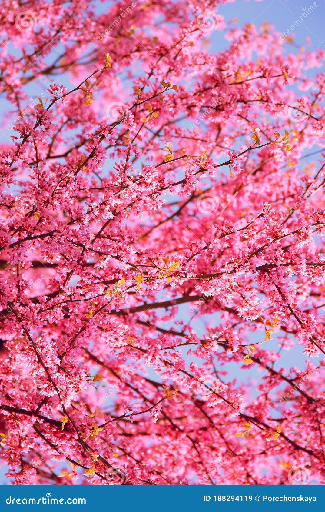 Aesthetics Fashion Wallpaper Pink Flowers Bloom Tree Spring Mood Stock Image Image Of Landscape Macro Aesthetics Fashion Wallpaper Pink Flowers Bloom Tree Spring Mood Stock Image Image Of Landscape Macro