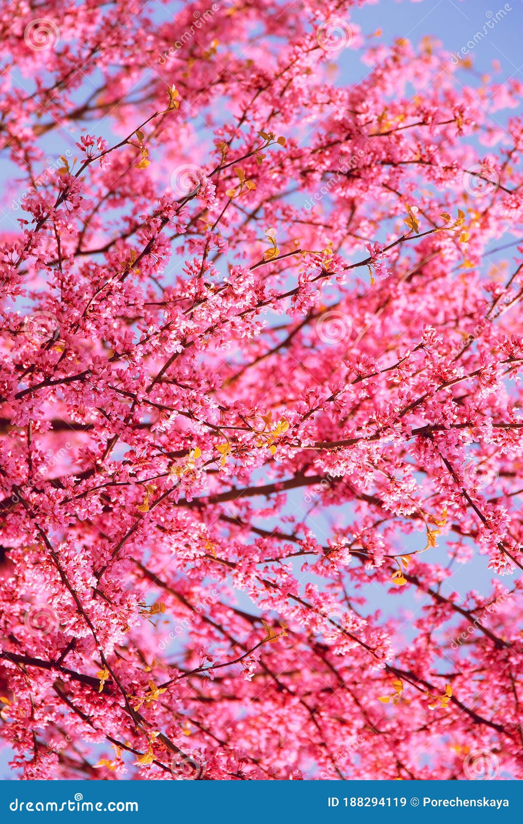 Fashion Wallpaper. Pink Flowers Aesthetics. Cherry Blossom Tree