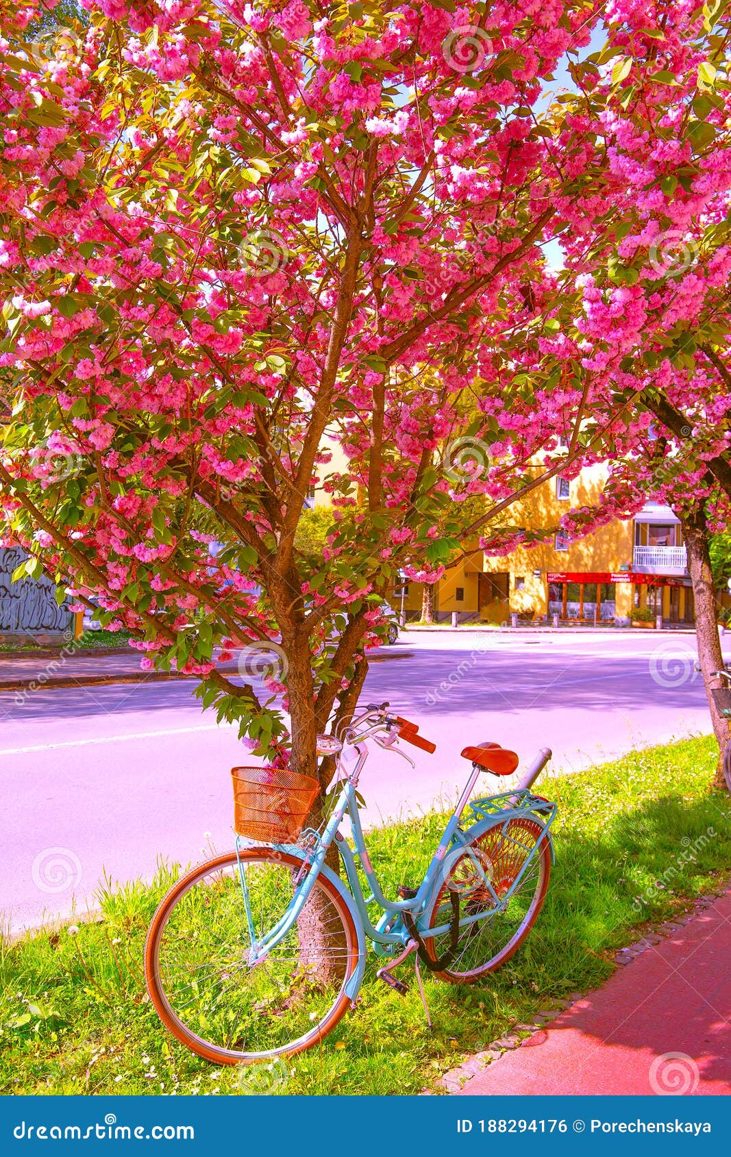 Aesthetics Fashion Wallpaper. Spring in the City. Cherry Blossom Tree Stock  Photo - Image of travel, season: 188294176