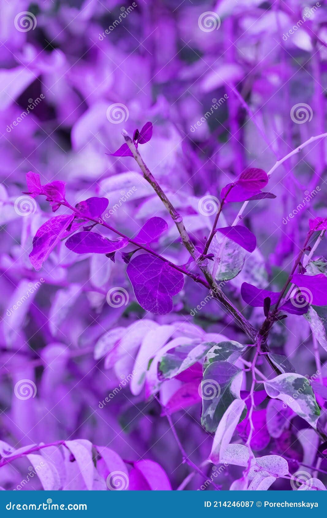 Aesthetics Purple Plant Wallpaper. Violet Leaf. Minimalist Nature Art Stock  Image - Image of natural, summer: 214246087