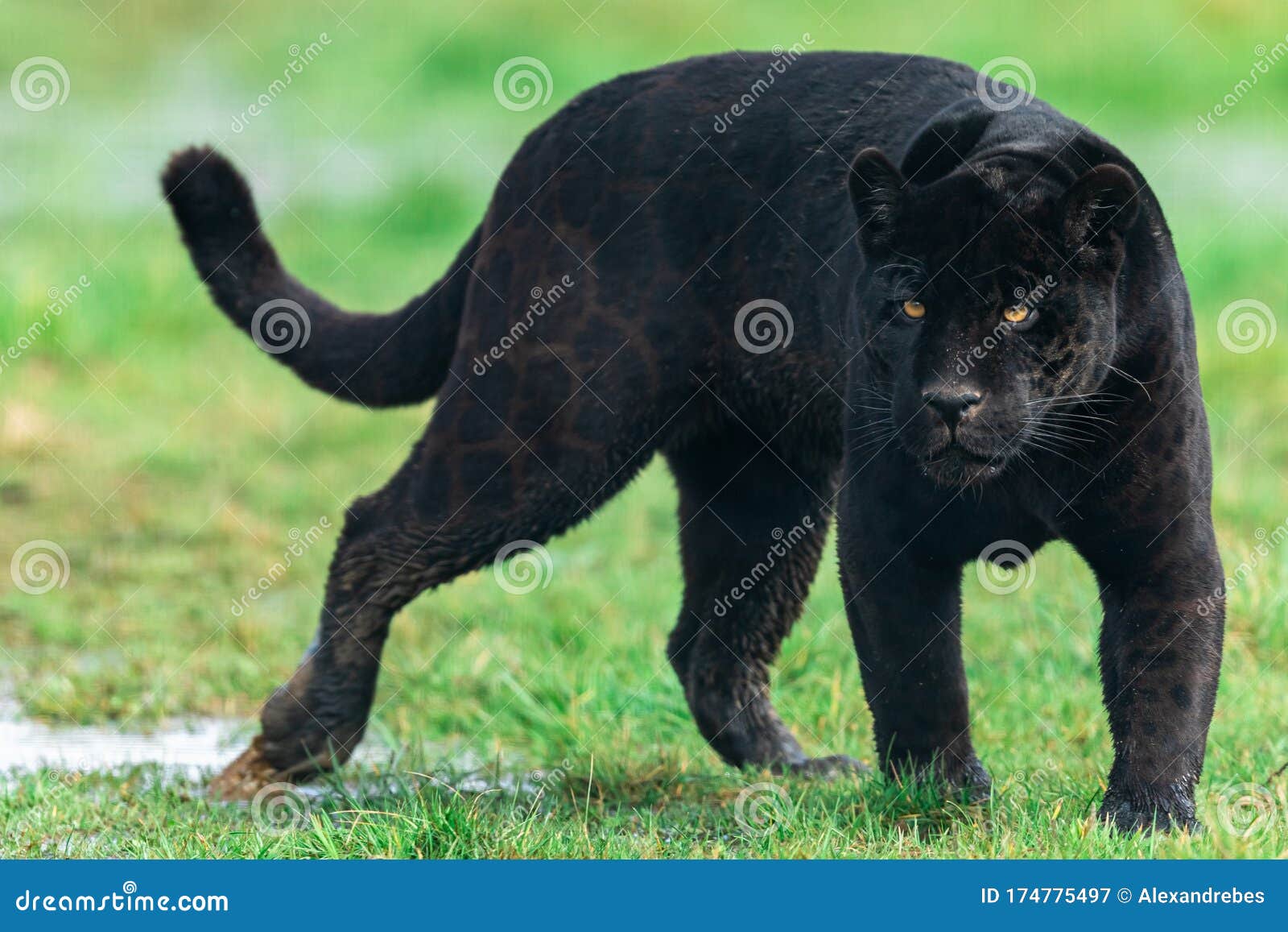 Afbeelding Van Een Zwarte Jaguar In Het Bos Stock Afbeelding - Image Of  Samenvatting, Gevaarlijk: 174775497