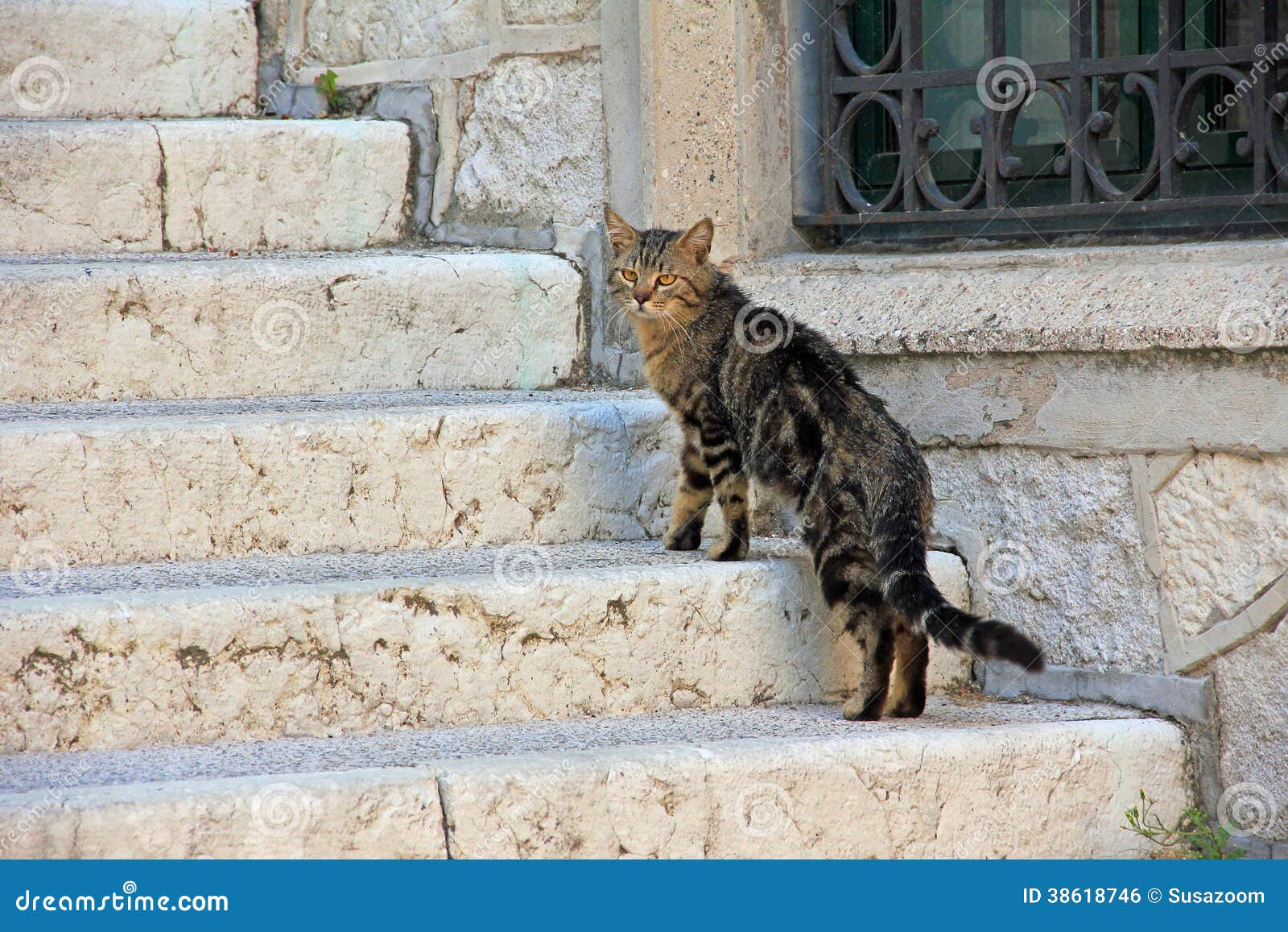Afdwalende kat op de trap stock foto. Image of stap, vriend 38618746