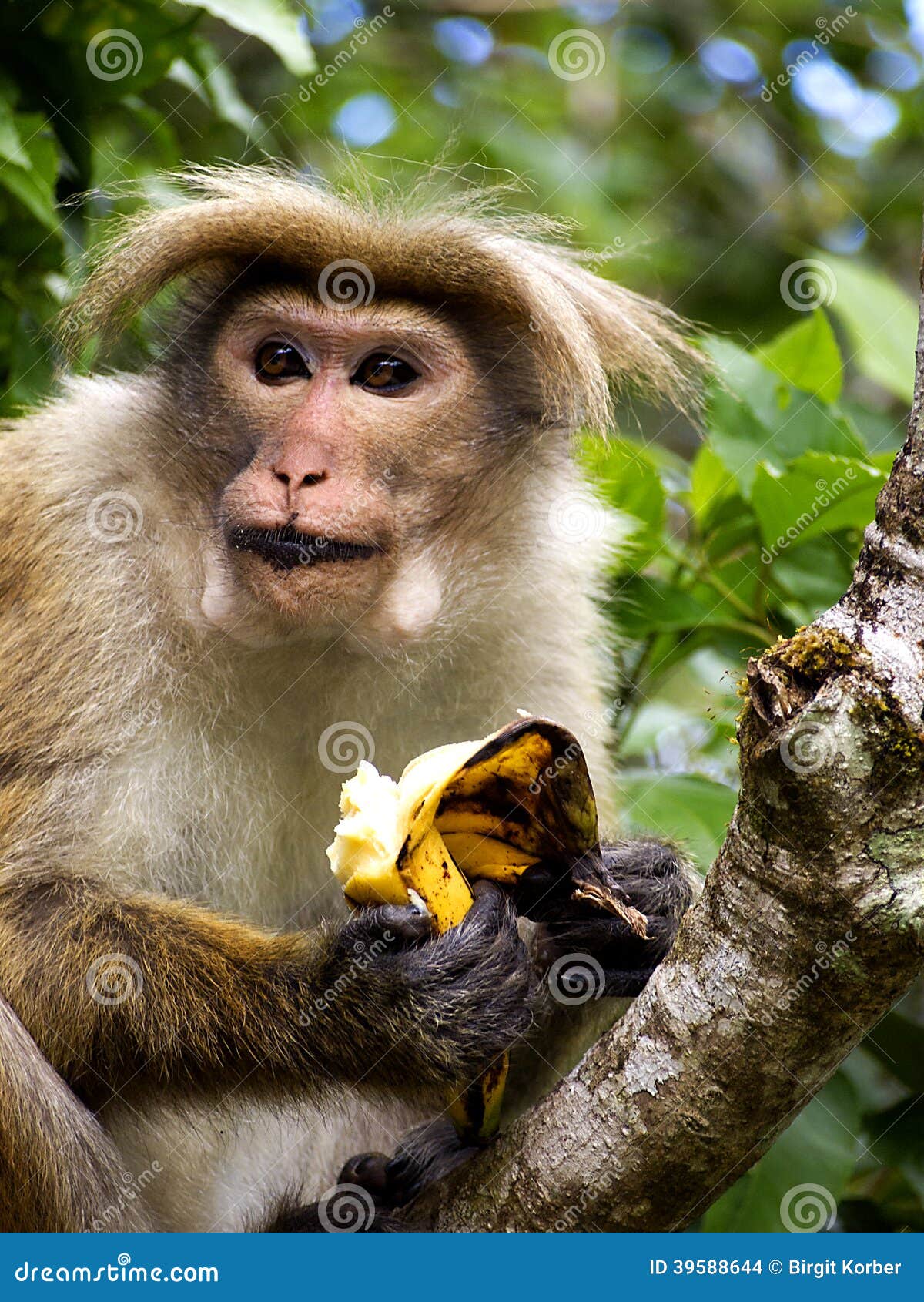 Affe Isst Banane Stockfoto Bild Von Nave Waisenhaus