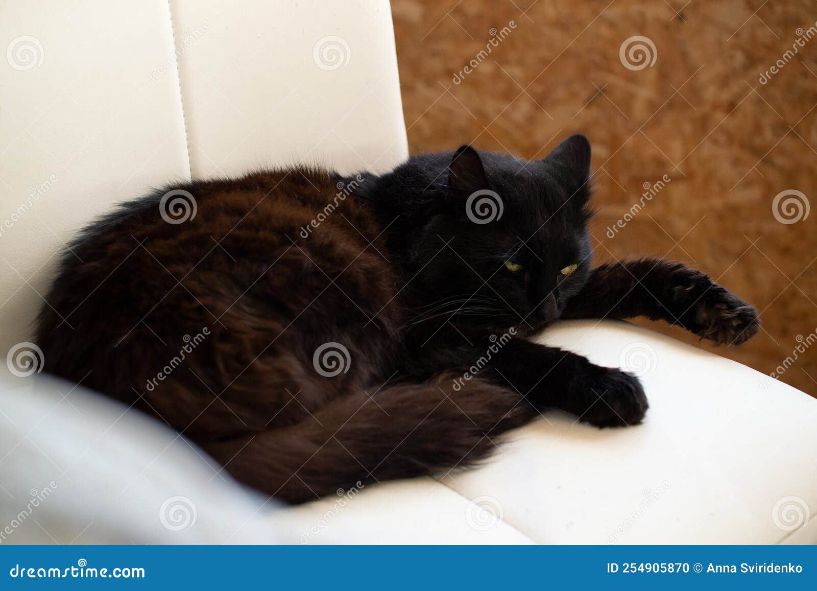 Affectionate Domestic Cat Kitten Portrait Stock Photo Image of