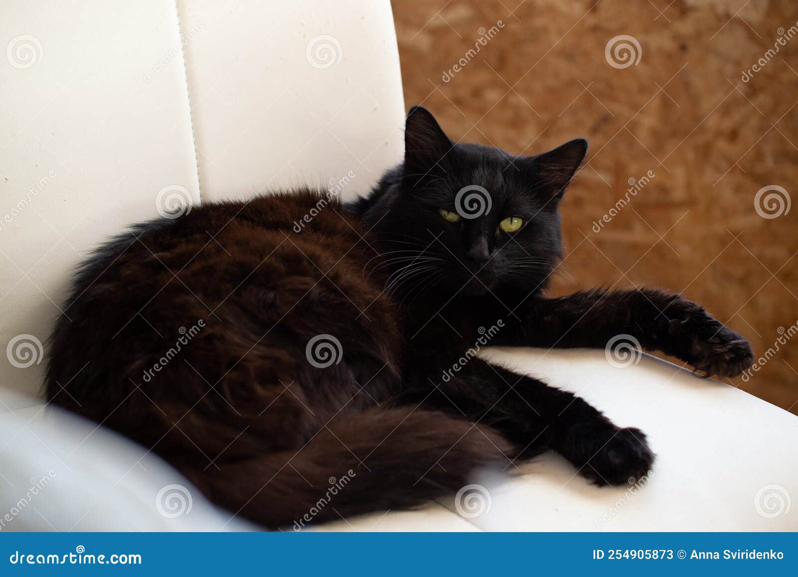 Affectionate Domestic Cat Kitten Portrait Stock Image Image of city