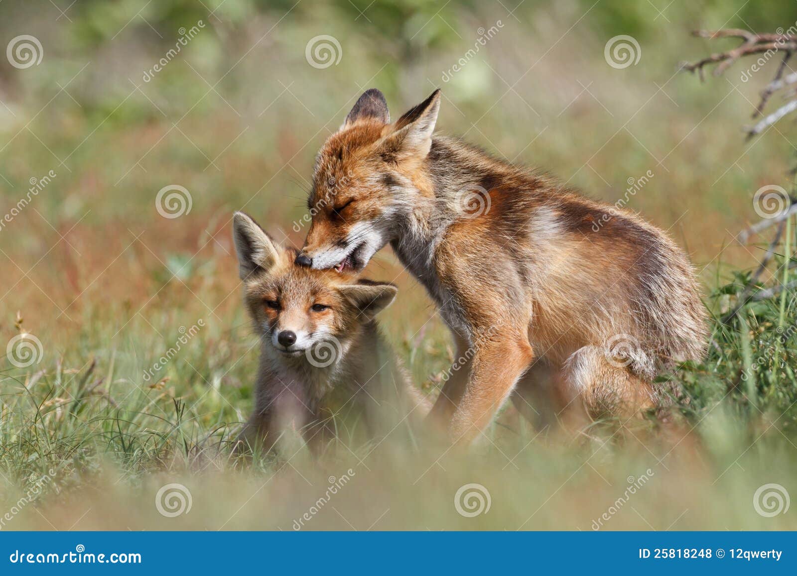 affectionate foxes