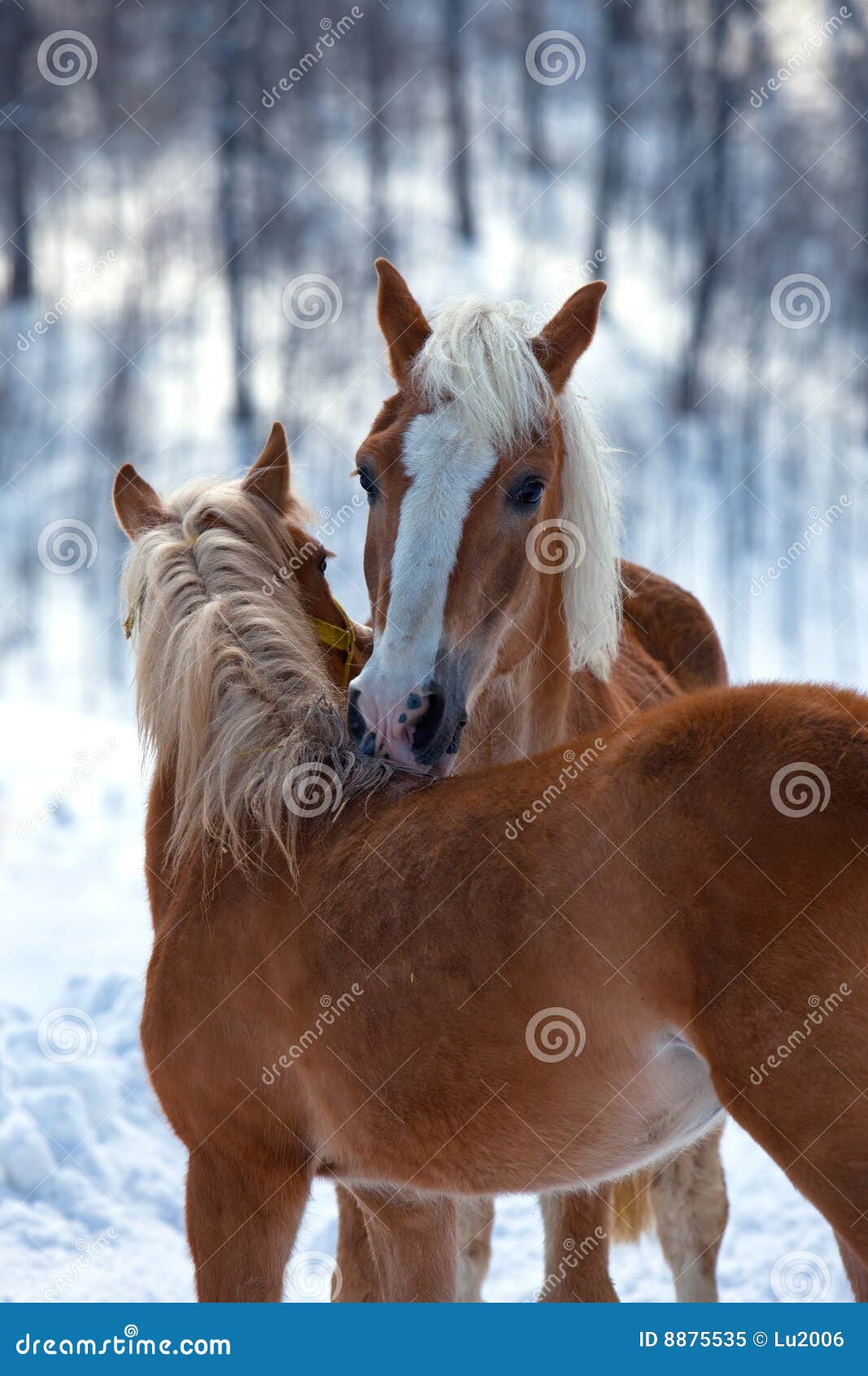 affectionate horses