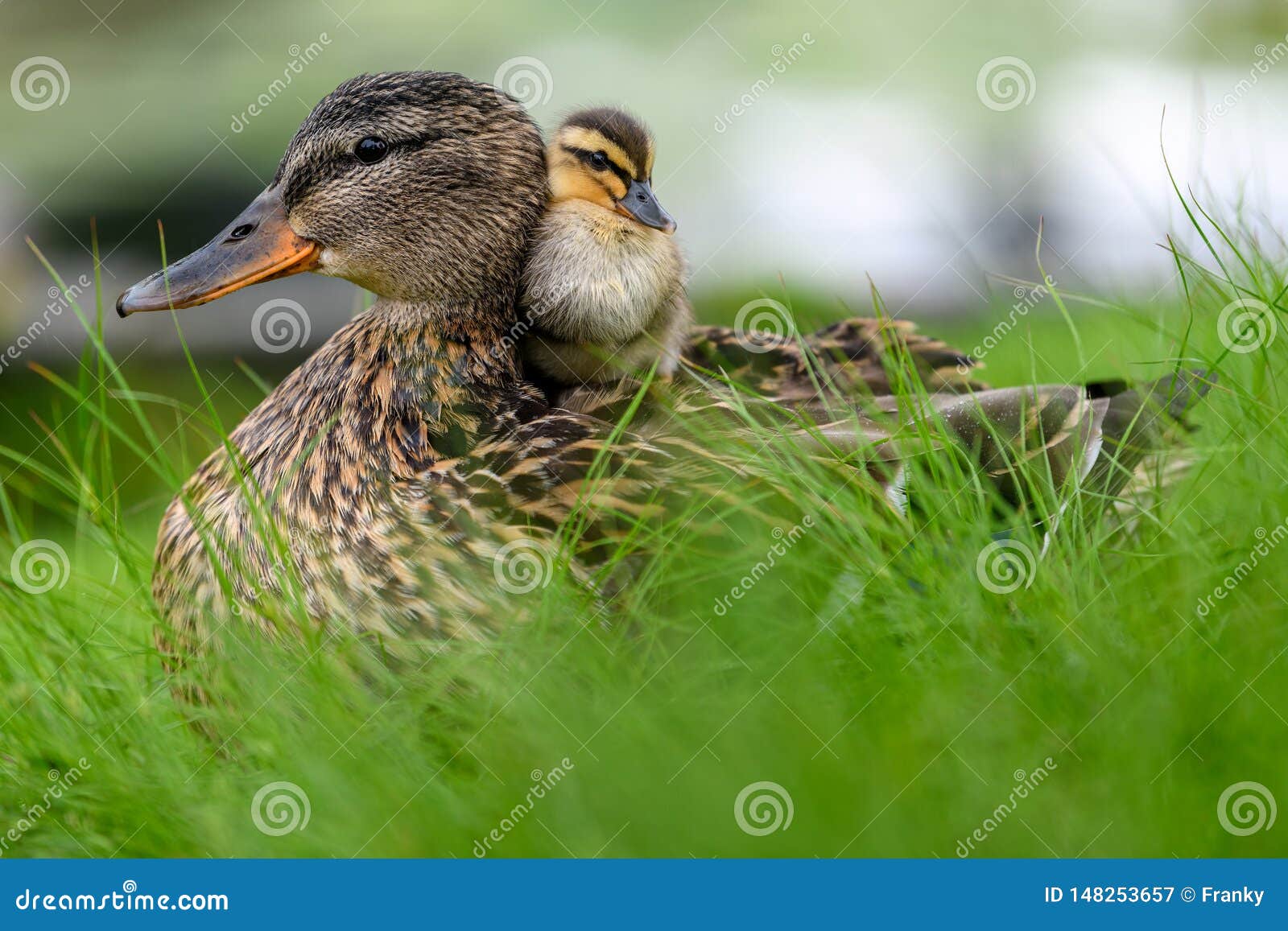 Baby Duck Identification Chart