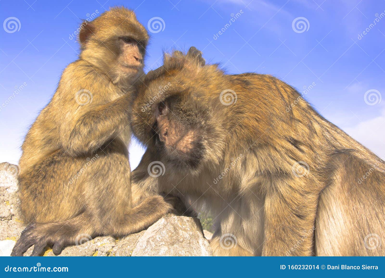 Affen von Gibraltar stockfoto. Bild von säugetiere ...