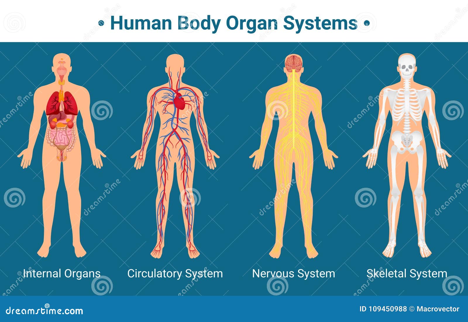 Concept D'anatomie Humaine Affiche Infographique Avec Les Organes Internes  Du Corps Humain