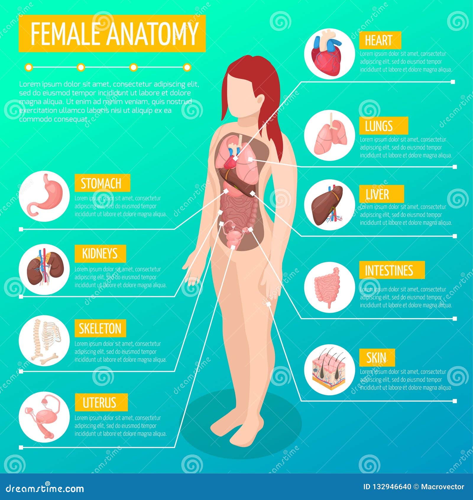 Concept D'anatomie Humaine Affiche Infographique Avec Les Organes Internes  Du Corps Humain