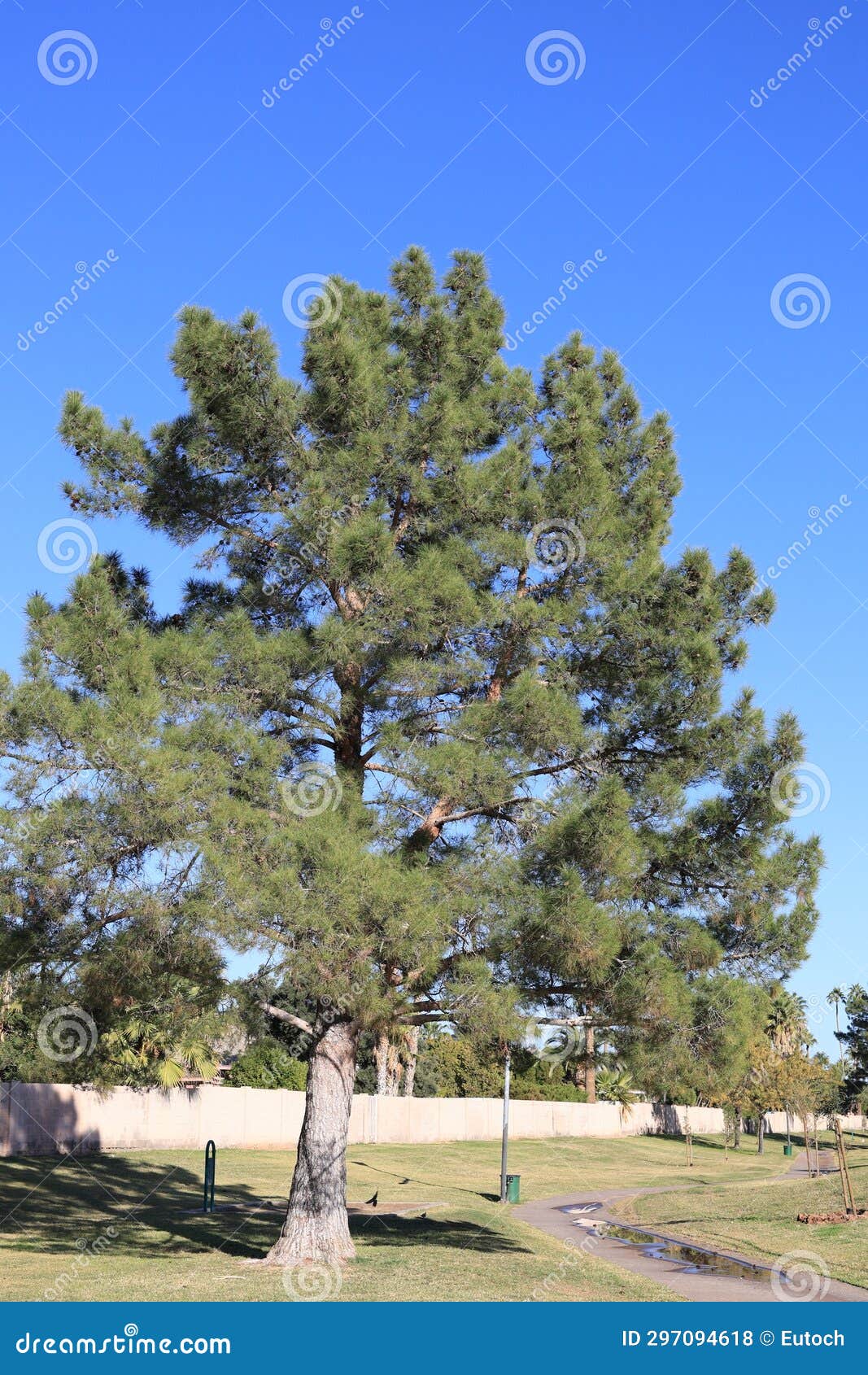 afgan pine tree in arizona (eldarica pine)
