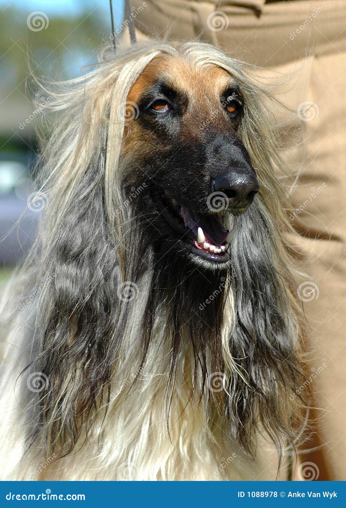 Afghan Stock Photo Image Of Hairstyle Breed Hounds 1088978