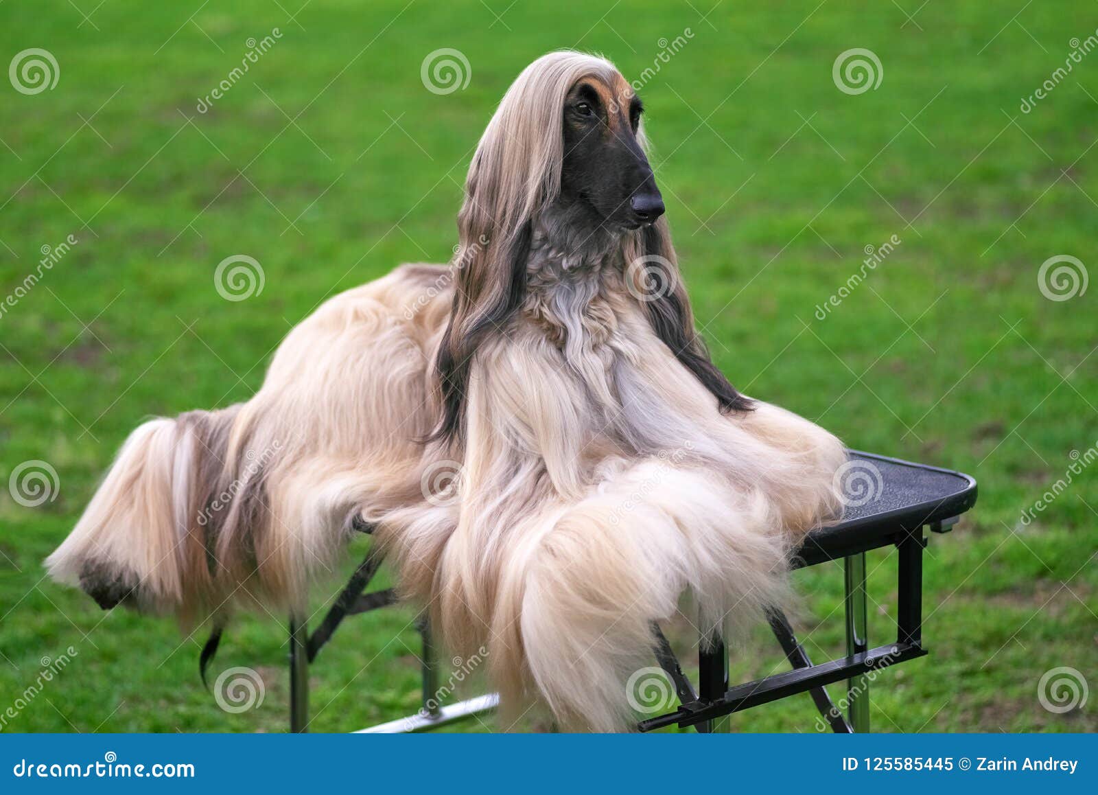 saluki long hair