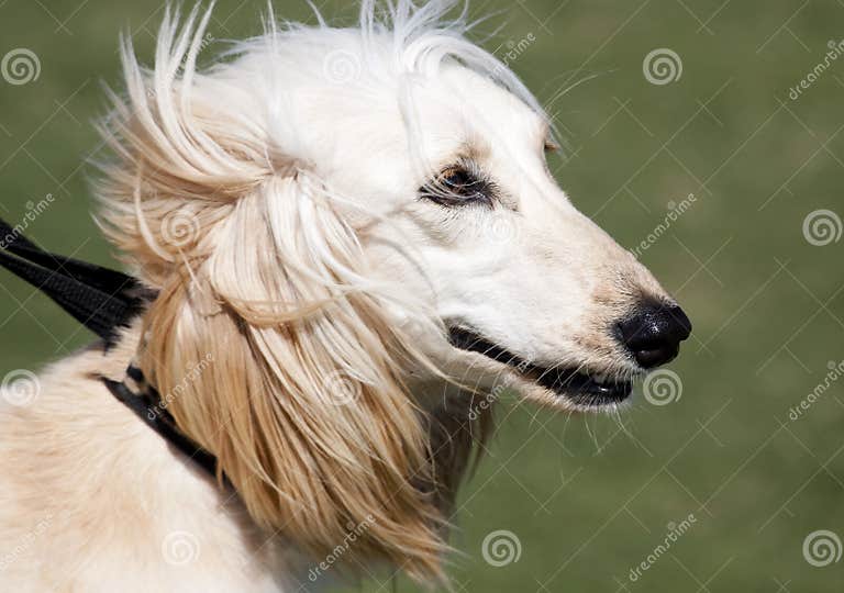Afghan Hound stock photo. Image of afghan, breed, noble 14443952