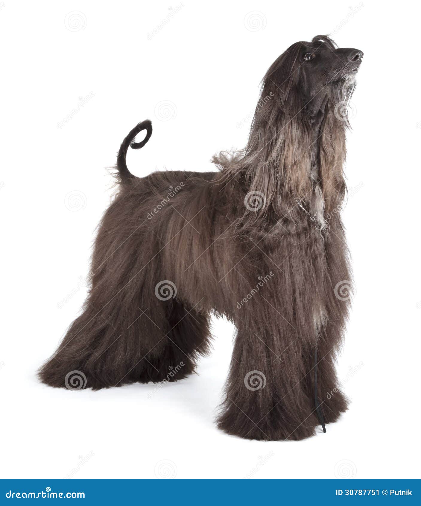 nød Overlevelse uhøjtidelig Afghan Hound Chocolate Photos - Free & Royalty-Free Stock Photos from  Dreamstime