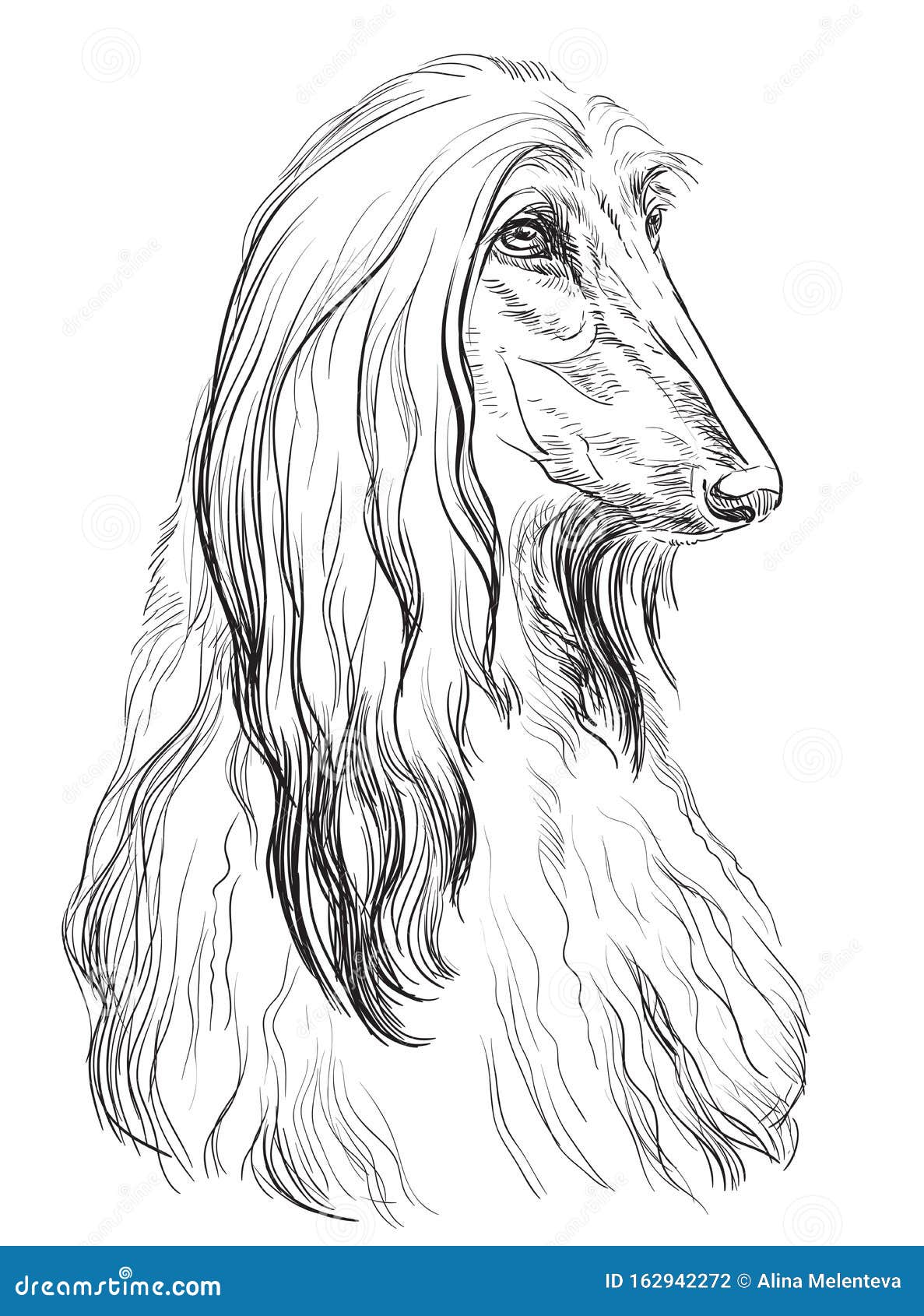 Afghan Hound Vector Hand Drawing Portrait Stock Vector