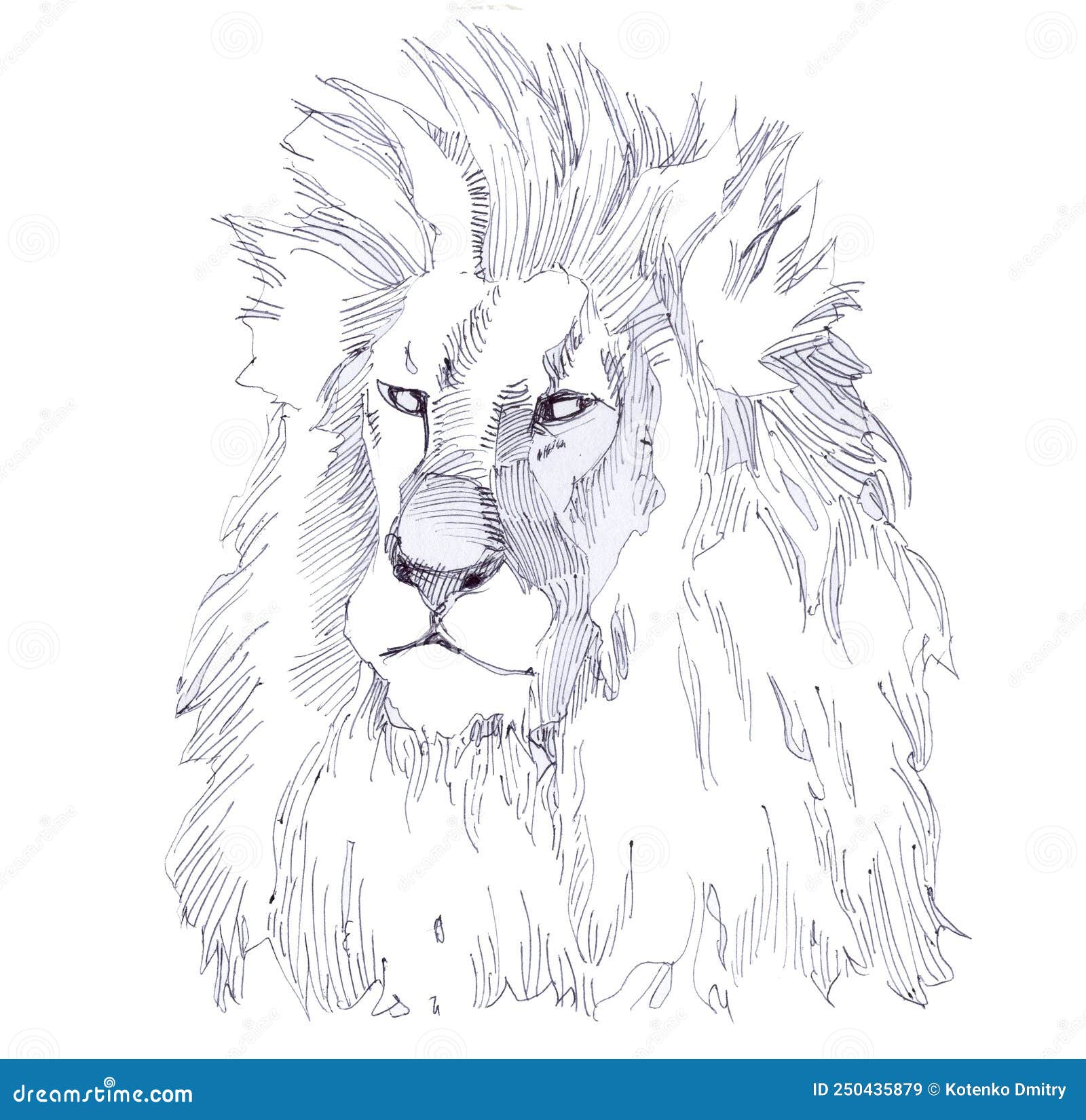 afrcan predator lion, portrait of the king of beasts. shaggy head of a lion.