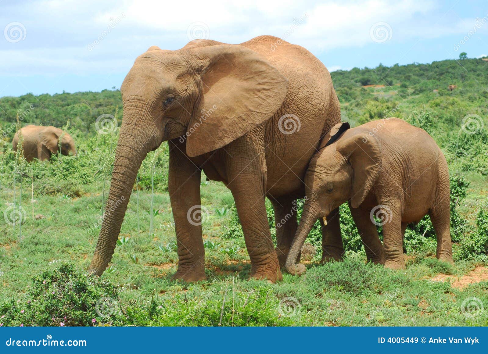 28,691 Baby Elephant Stock Photos - Free & Royalty-Free Stock Photos from  Dreamstime