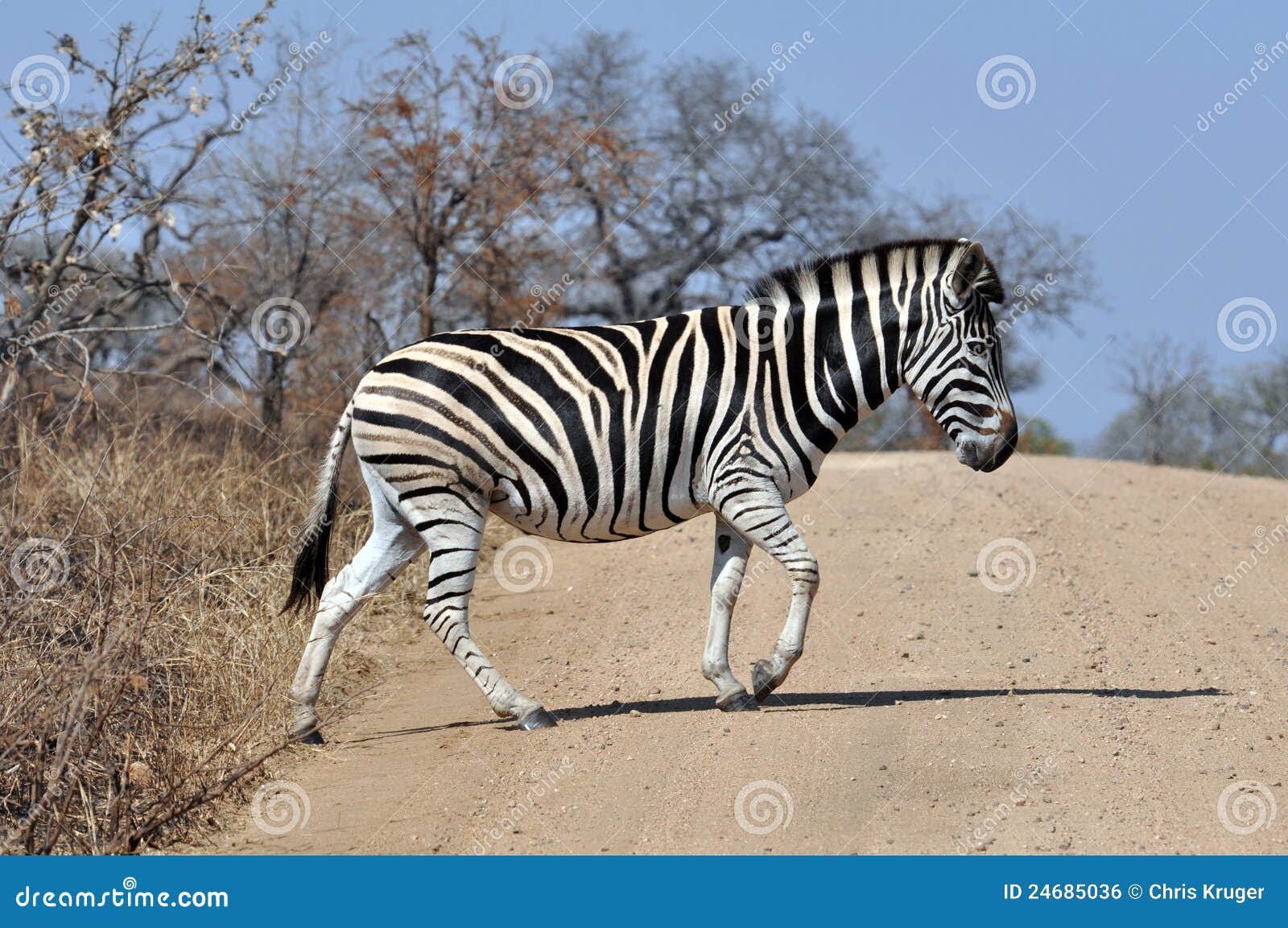 Africa burchell s zebra zdjęcie stock. Obraz złożonej z dziki 24685036