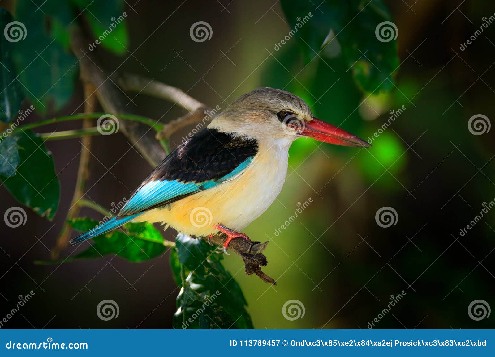 Africa Kingfisher. Brown-hooded Kingfisher, Halcyon Albiventris, Detail ...