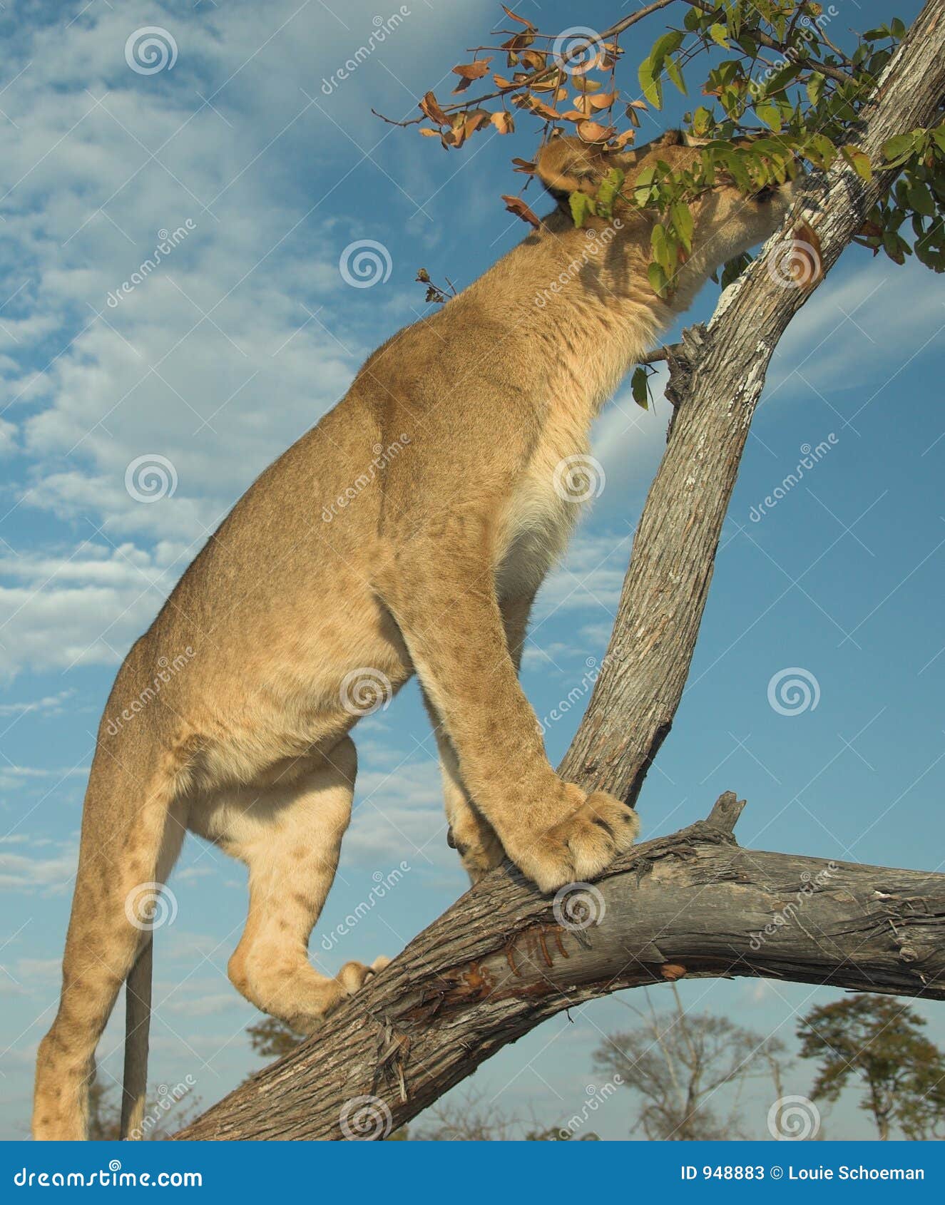 Africa Lion Panthera Leo Stock Image Image Of Mane