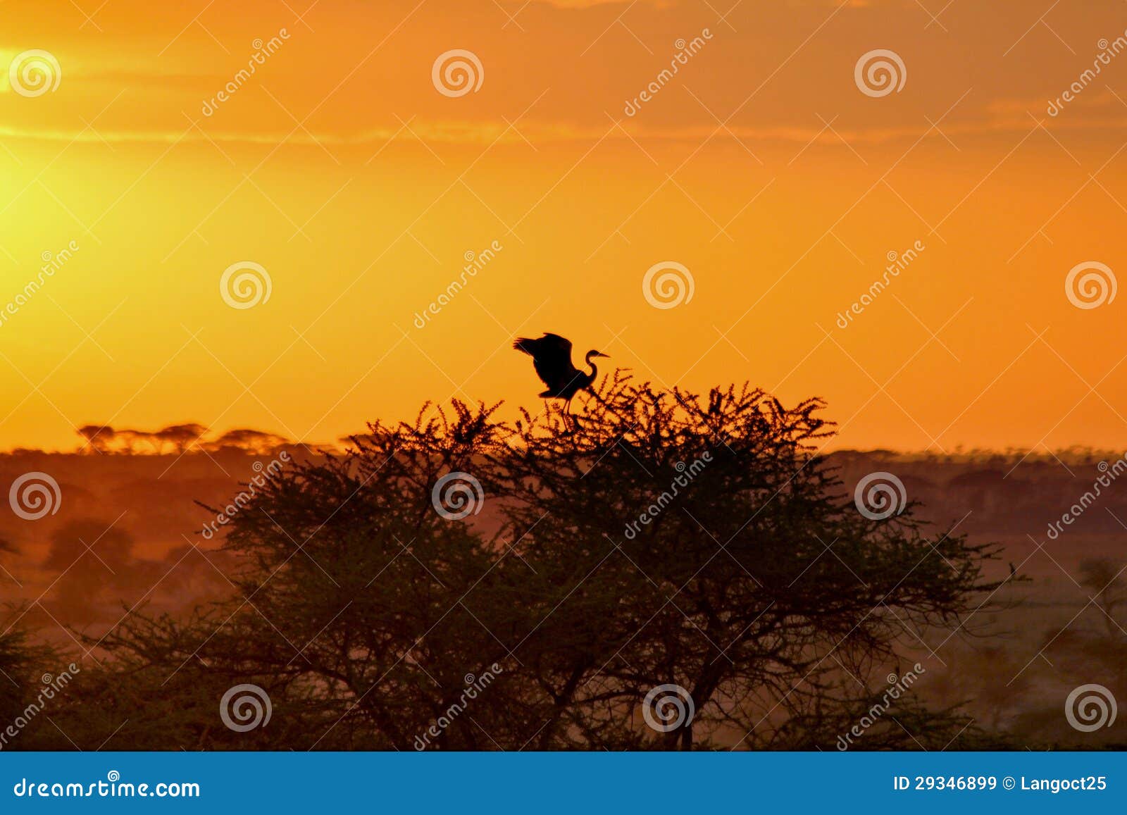 AFRICA SAFARI SUNRISE stock image. Image of desert, summer - 29346899
