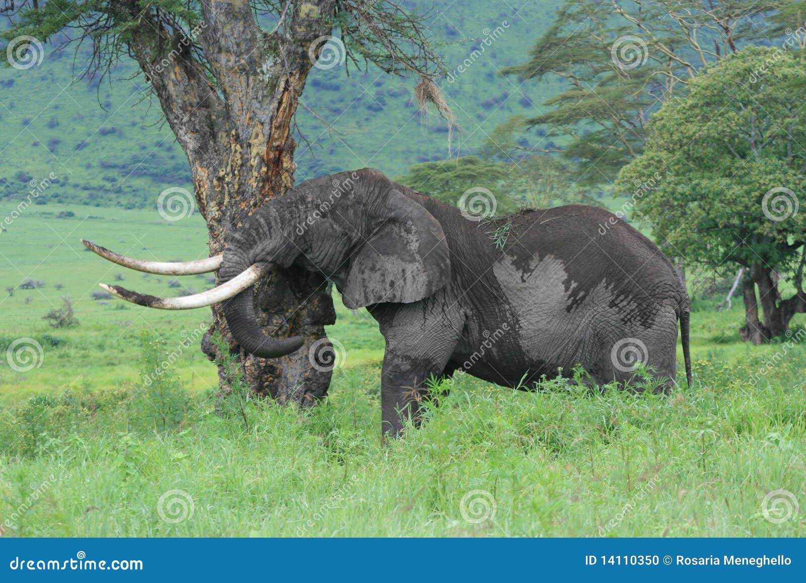 63,227 Big Elephant Stock Photos - Free & Royalty-Free Stock