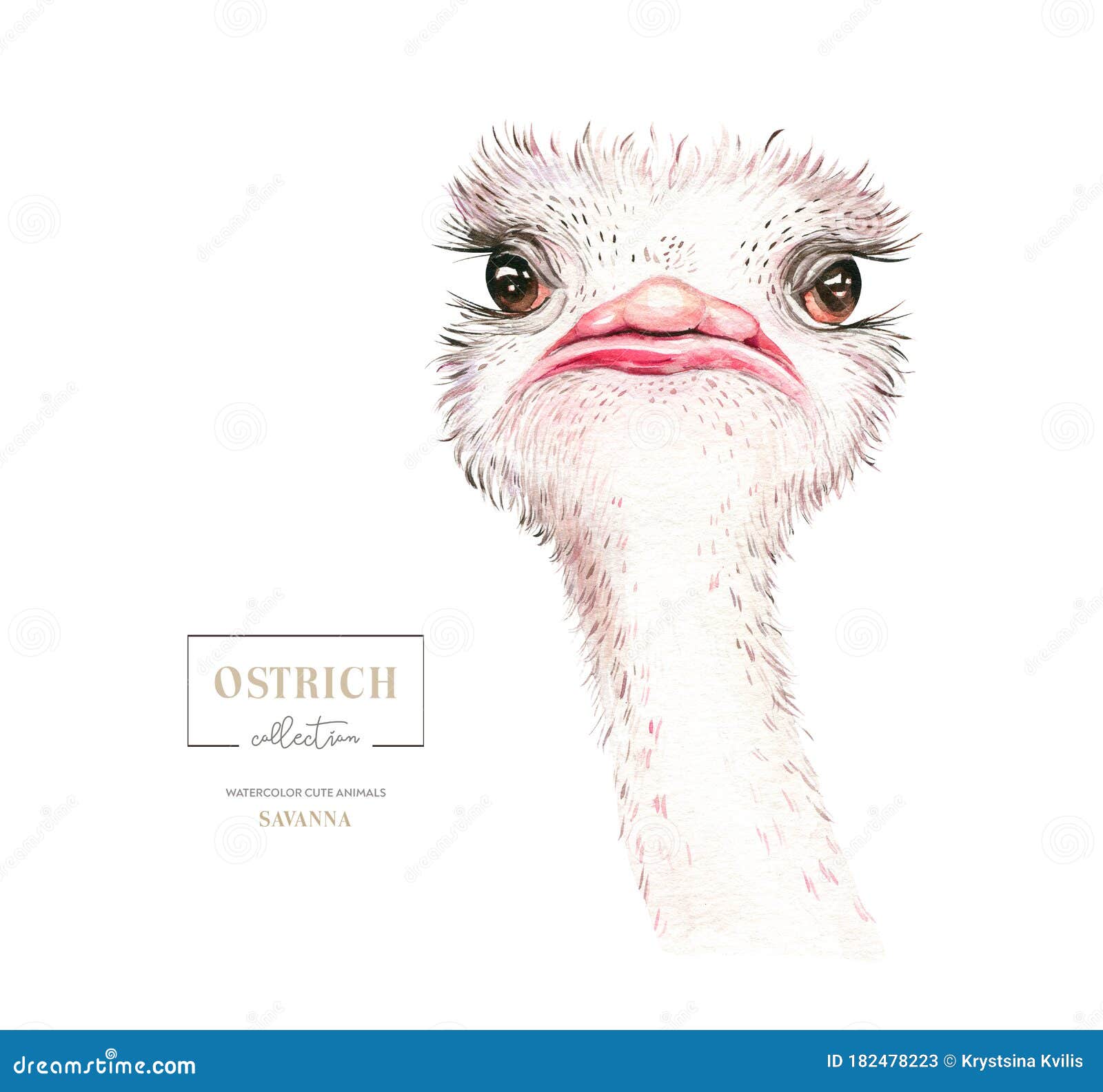 Africa Watercolor Savanna Ostrich Bird Funny, Animal Illustration. African  Safari Wild Cute Exotic Animals Face Portrait Stock Illustration -  Illustration of isolated, design: 182478223