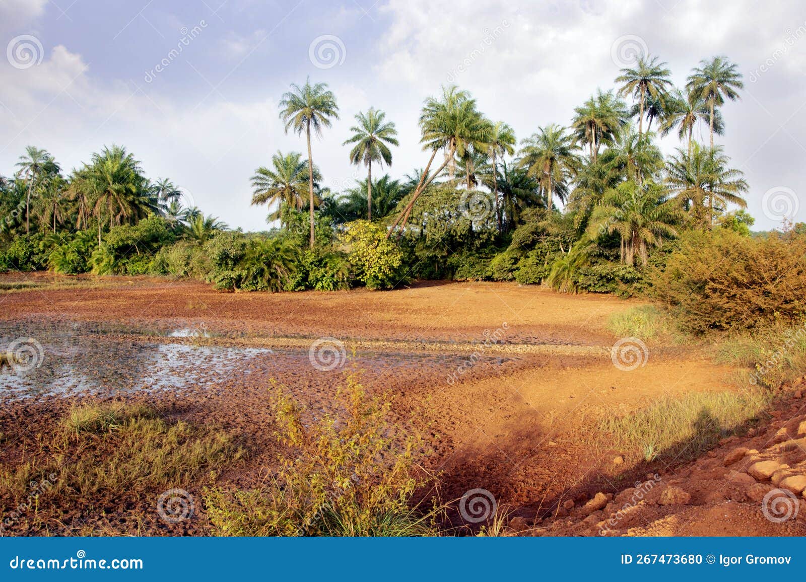 Africa West Coast Conakry Kamsar Typical View through the Guinea Stock